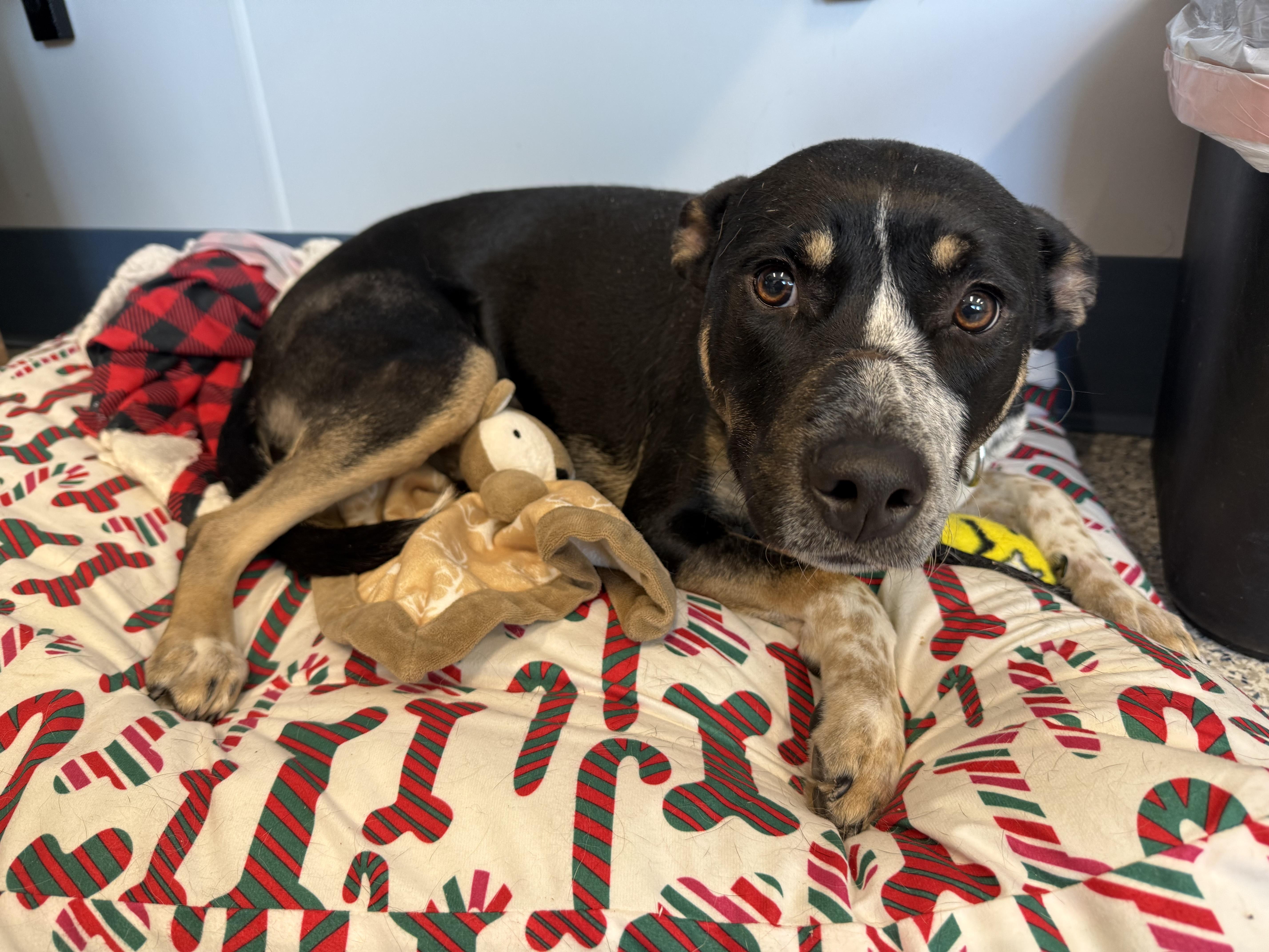 Snickers, ADOPTABLE, Young Female Doberman Pinscher.