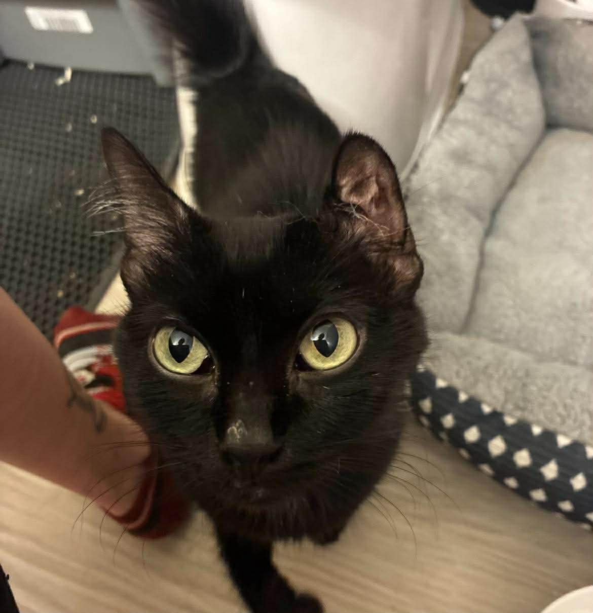 Nellie, ADOPTABLE, Young Female Domestic Short Hair.