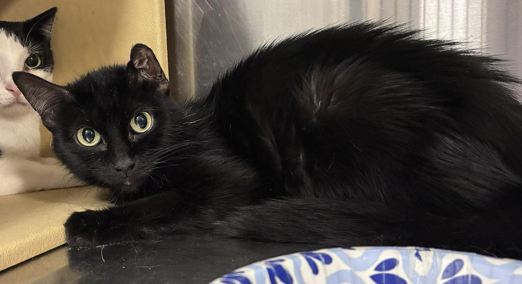 Enlarge Nellie, a ADOPTABLE Domestic Short Hair in Chandler, AZ image 2/2