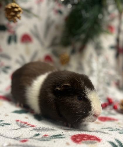 Enlarge Blackberry, a Adoptable mixed breed in Eugene, OR image 1/2