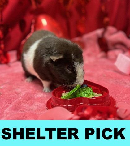 Enlarge Blackberry, a Adoptable mixed breed in Eugene, OR image 2/2