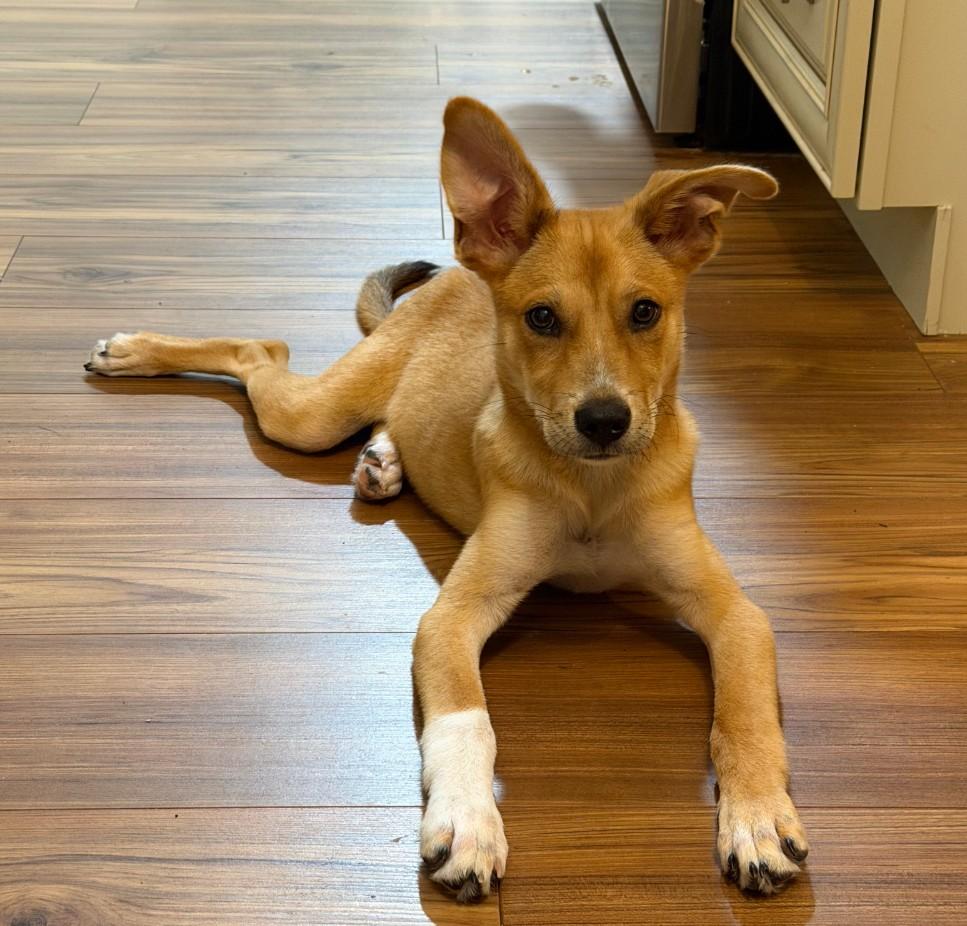 Enlarge Sox, a Adoptable mixed breed in Pensacola, FL image 5/6