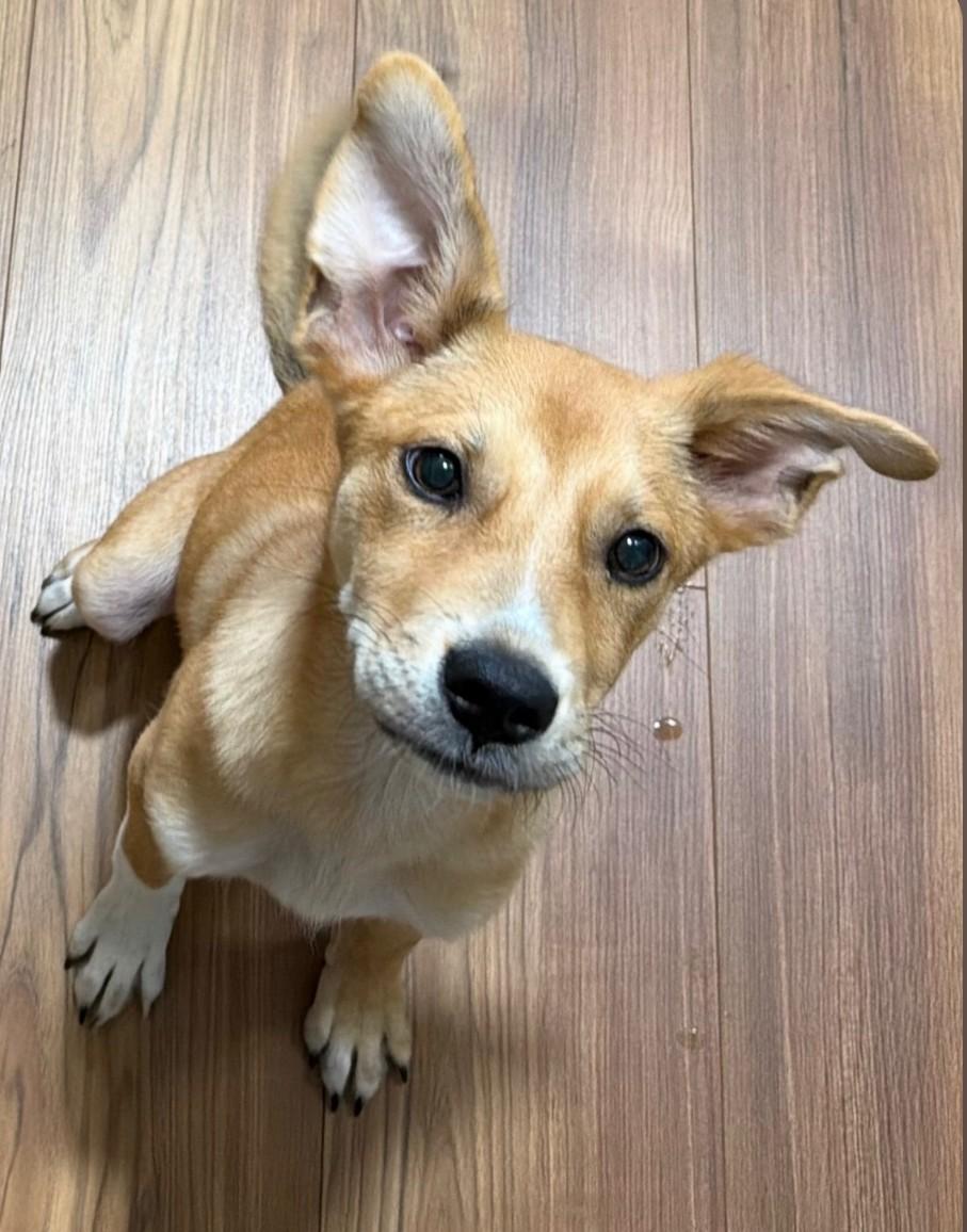 Enlarge Sox, a Adoptable mixed breed in Pensacola, FL image 2/6