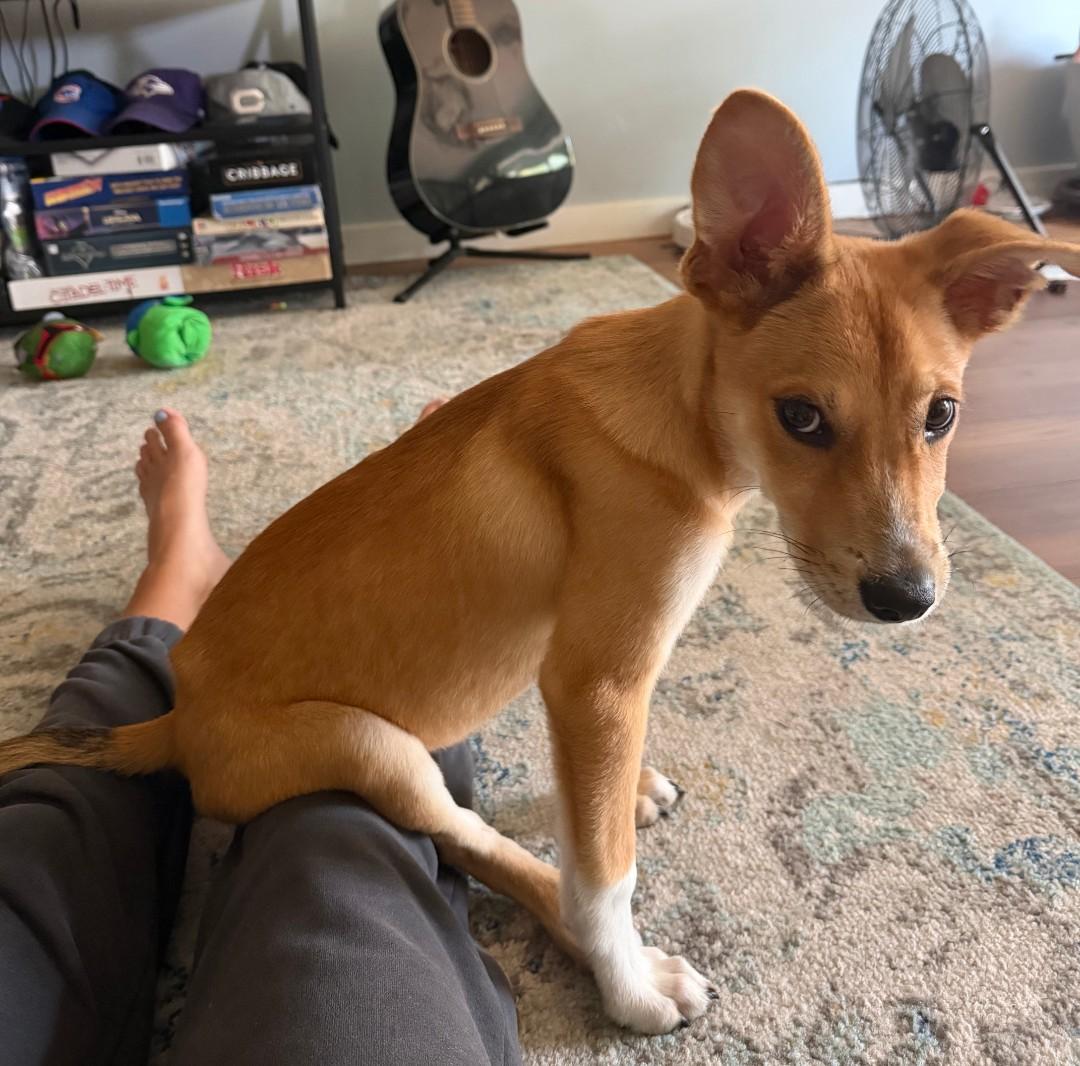 Enlarge Sox, a Adoptable mixed breed in Pensacola, FL image 4/6