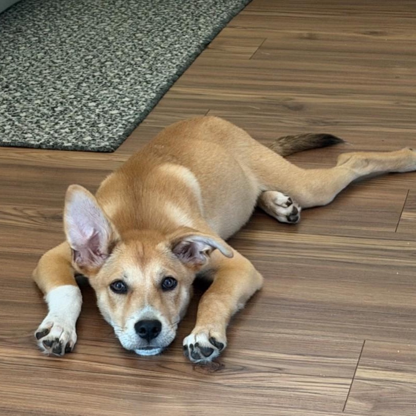 Enlarge Sox, a Adoptable mixed breed in Pensacola, FL image 3/6