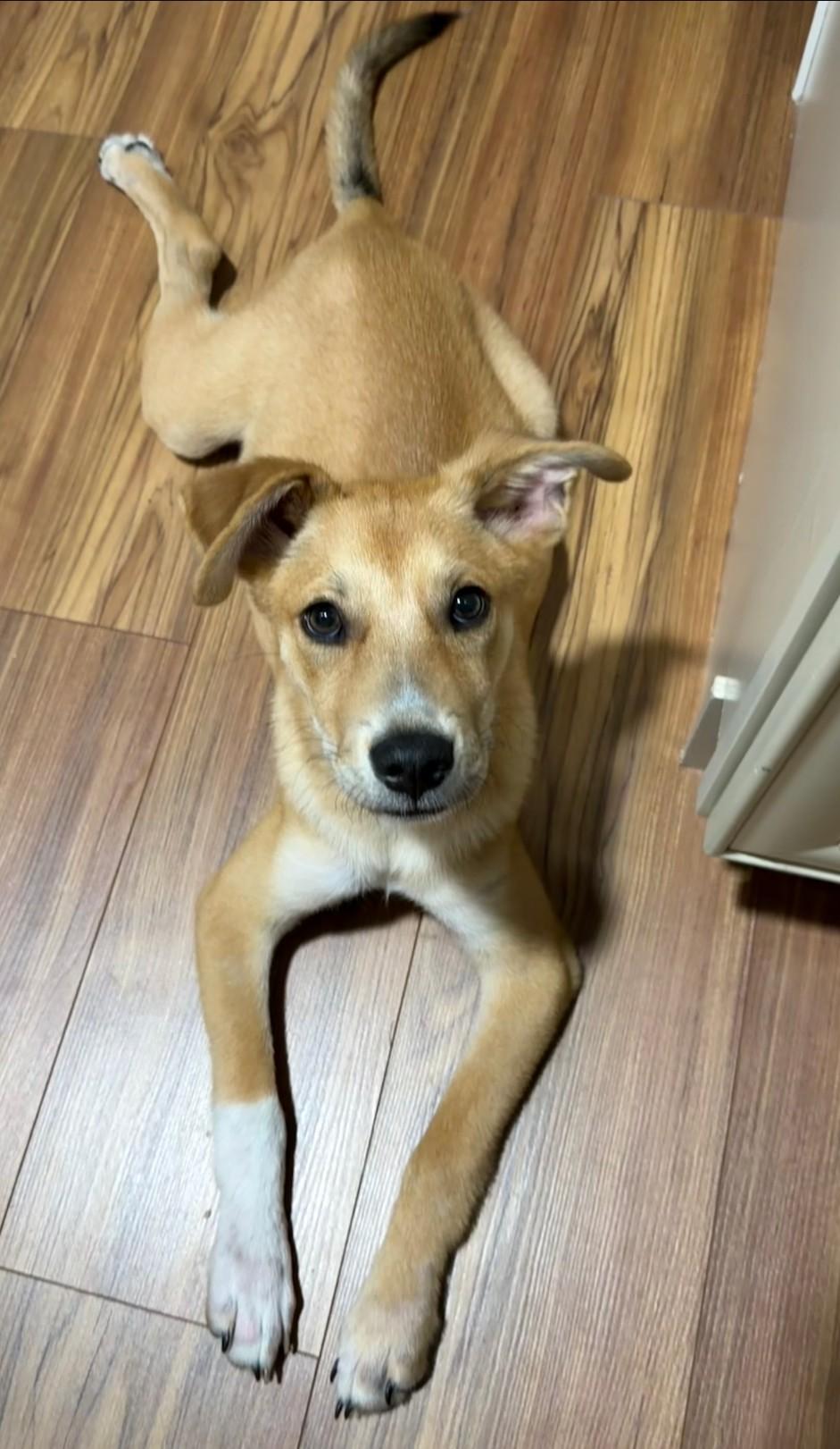 Enlarge Sox, a Adoptable mixed breed in Pensacola, FL image 6/6