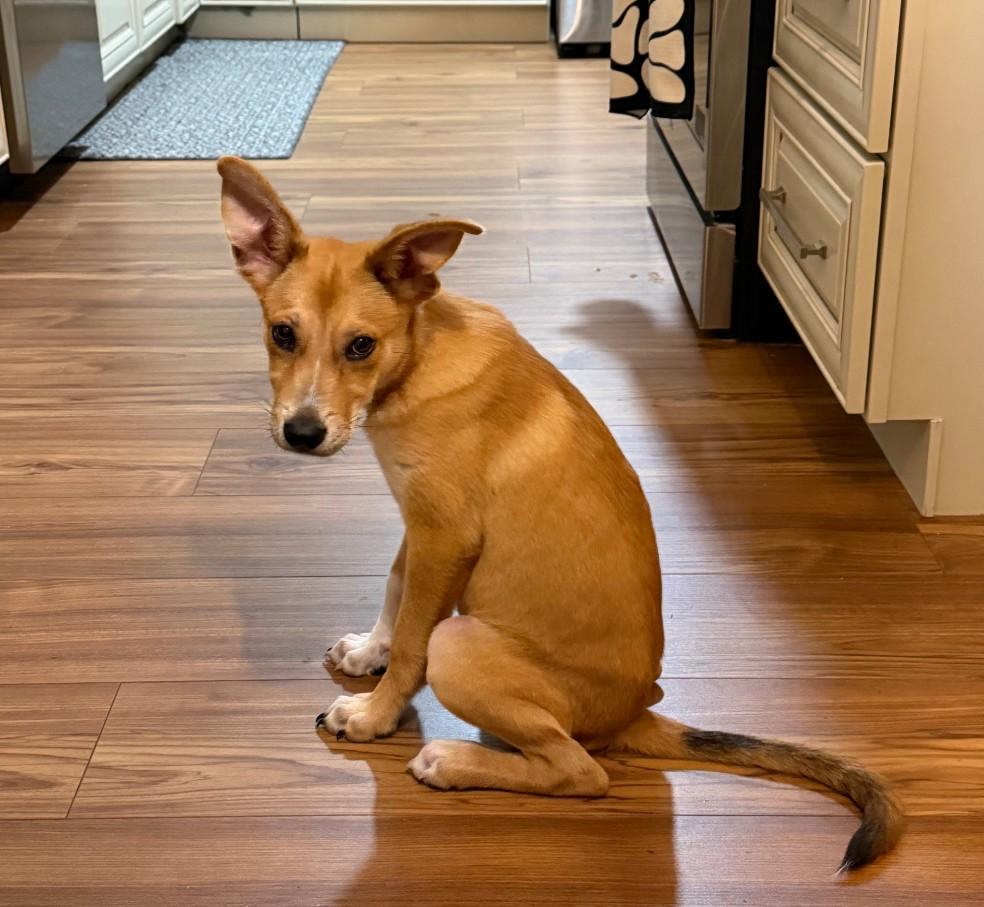 Sox, Adoptable, Puppy Female Carolina Dog.