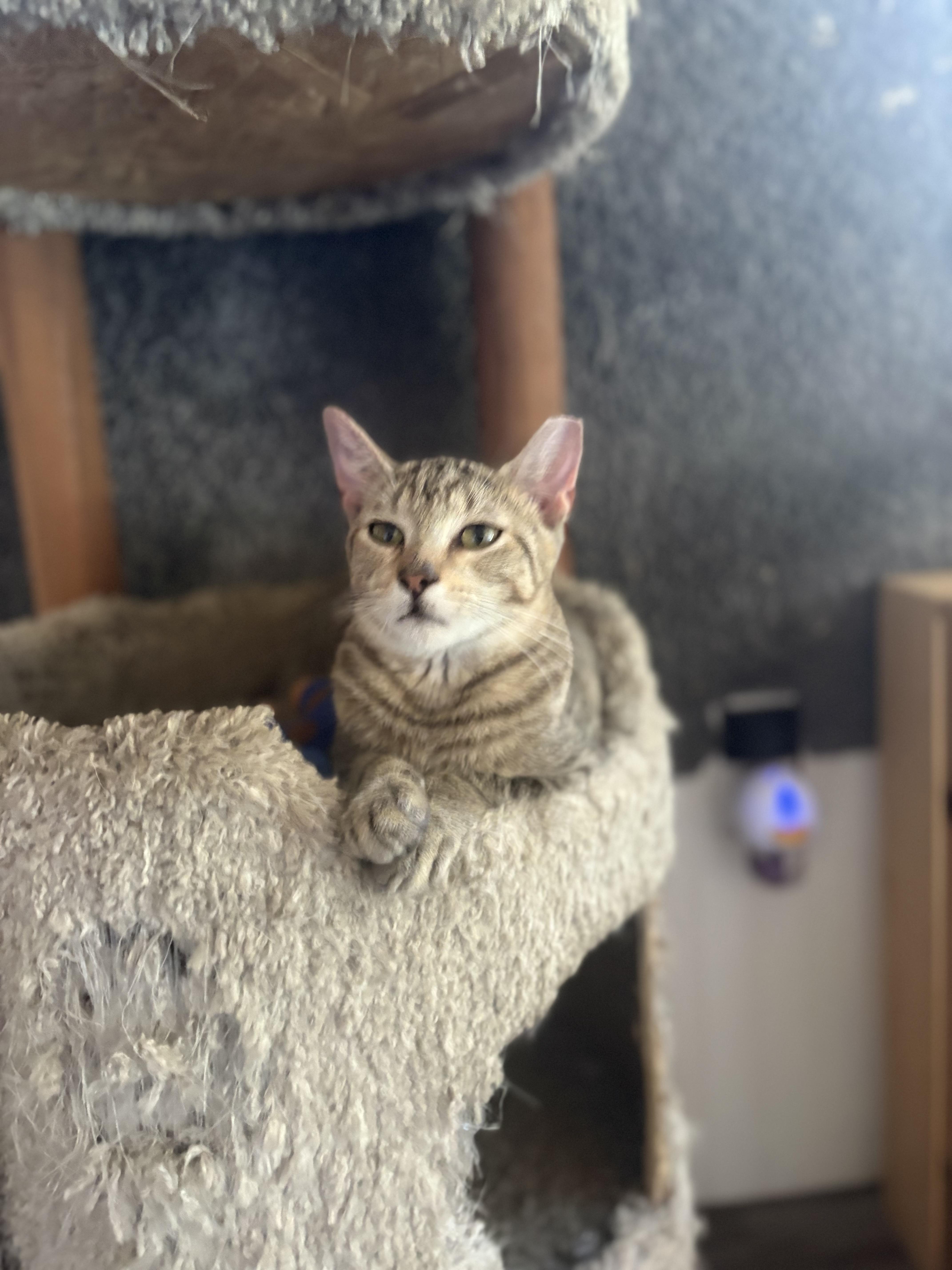 Greyson, Adoptable, Young Male American Shorthair.