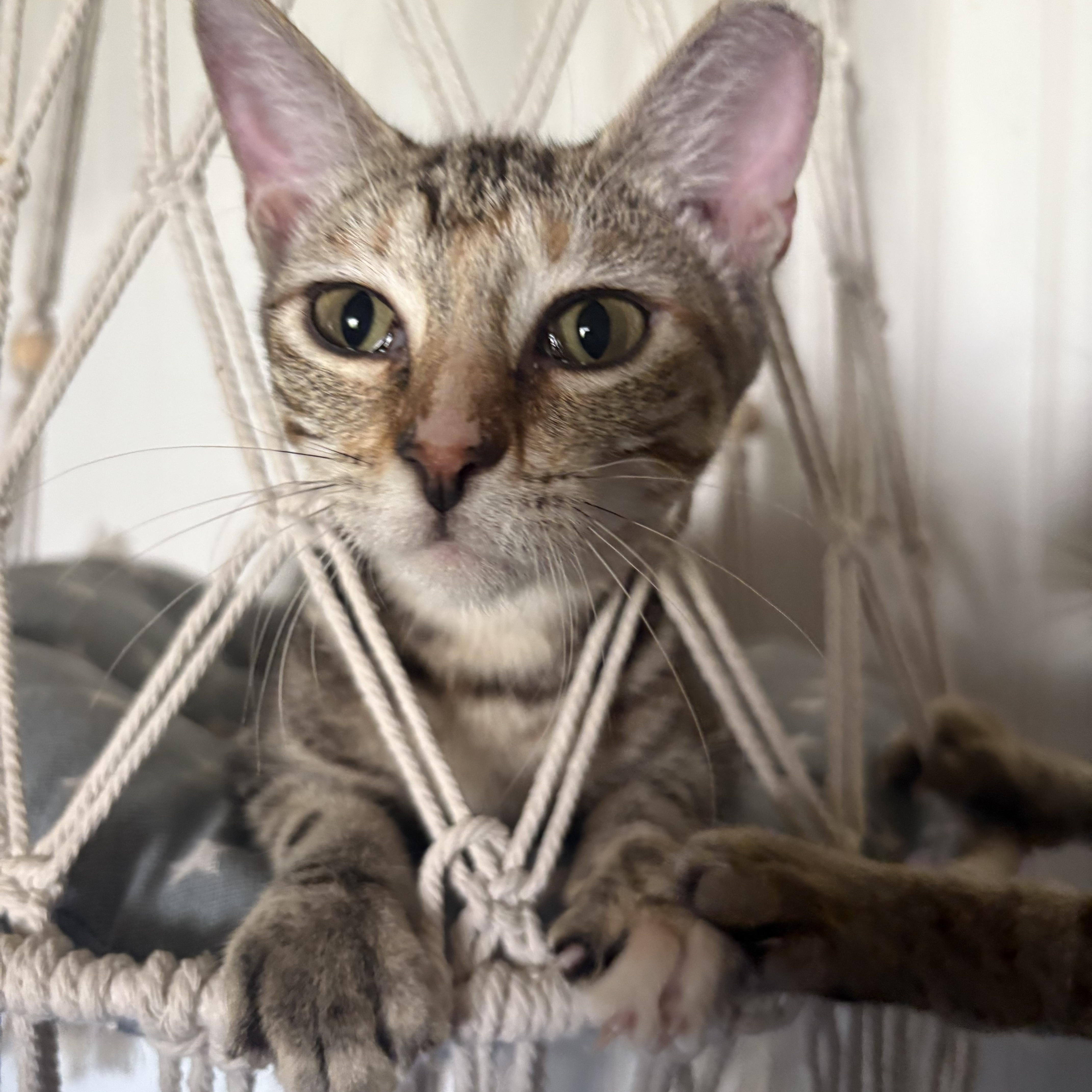 Enlarge Greyson, a Adoptable American Shorthair in Conroe, TX image 3/3