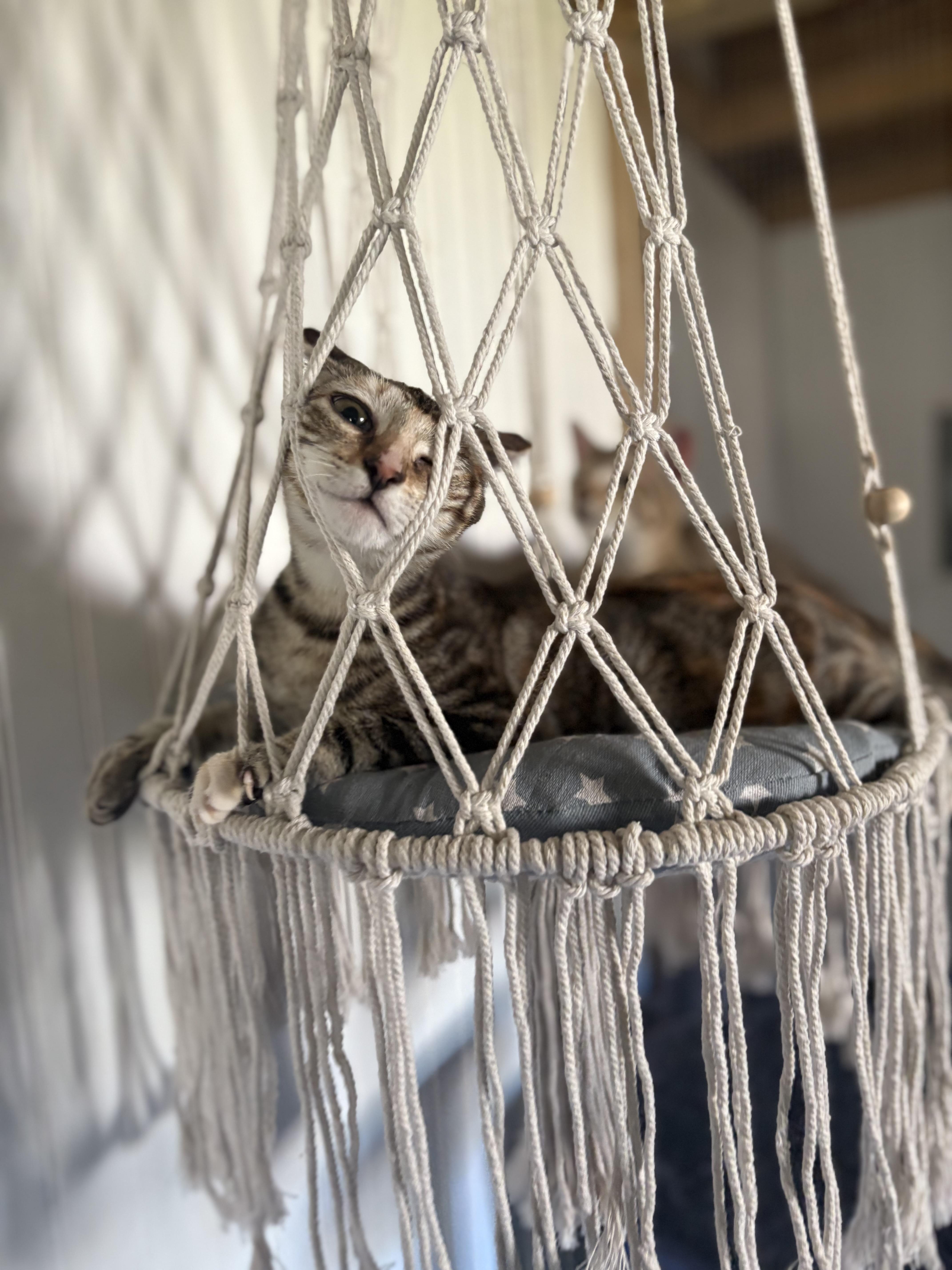 Enlarge Greyson, a Adoptable American Shorthair in Conroe, TX image 2/3