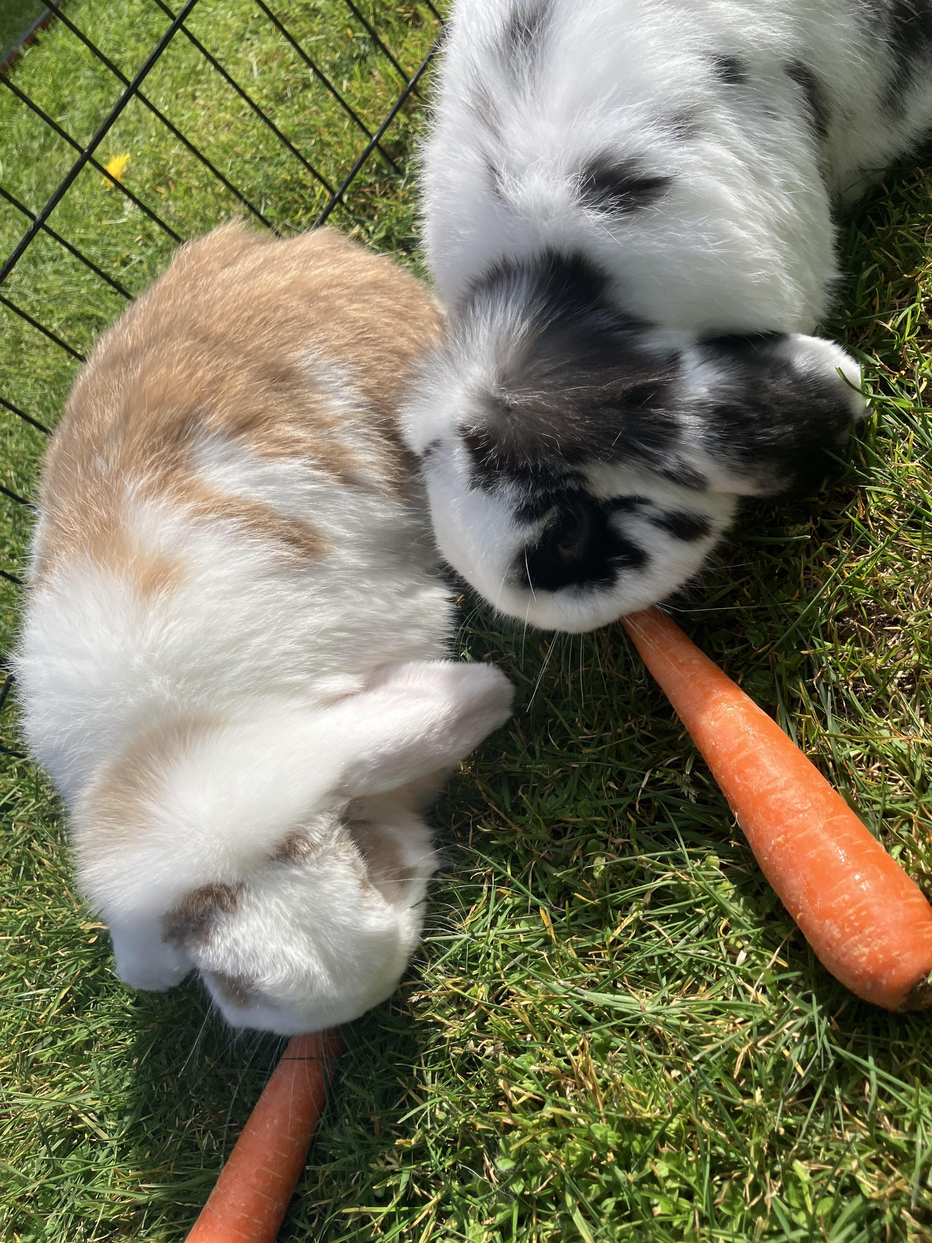 Enlarge Monty & Sully, a Adoptable Lop Eared in Gig Harbor, WA image 4/4