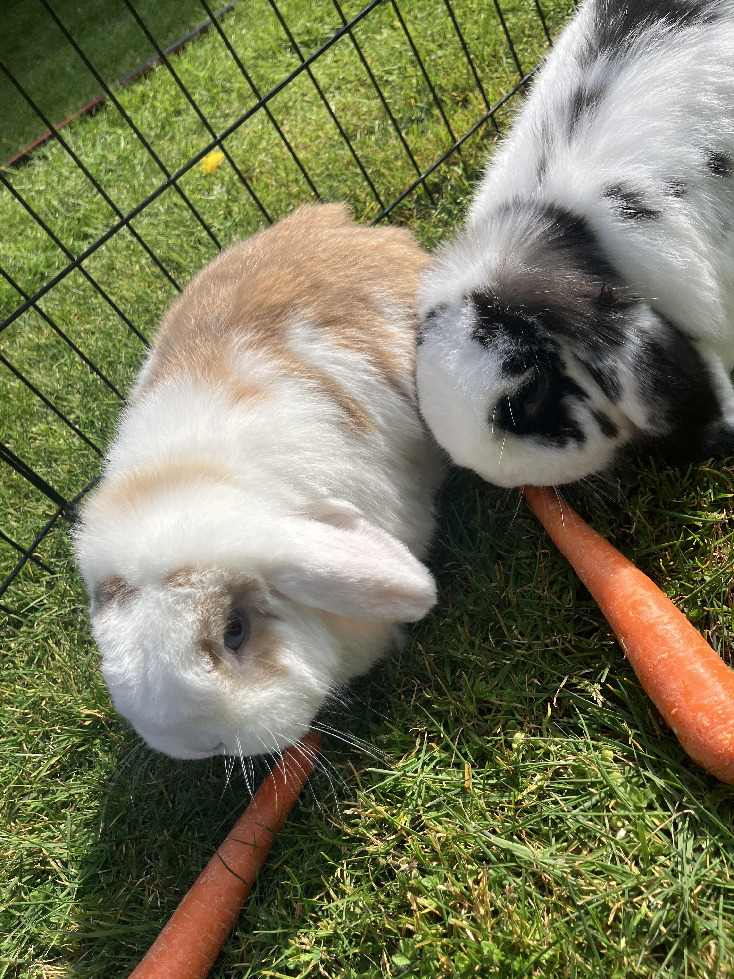 Enlarge Monty & Sully, a Adoptable Lop Eared in Gig Harbor, WA image 3/4