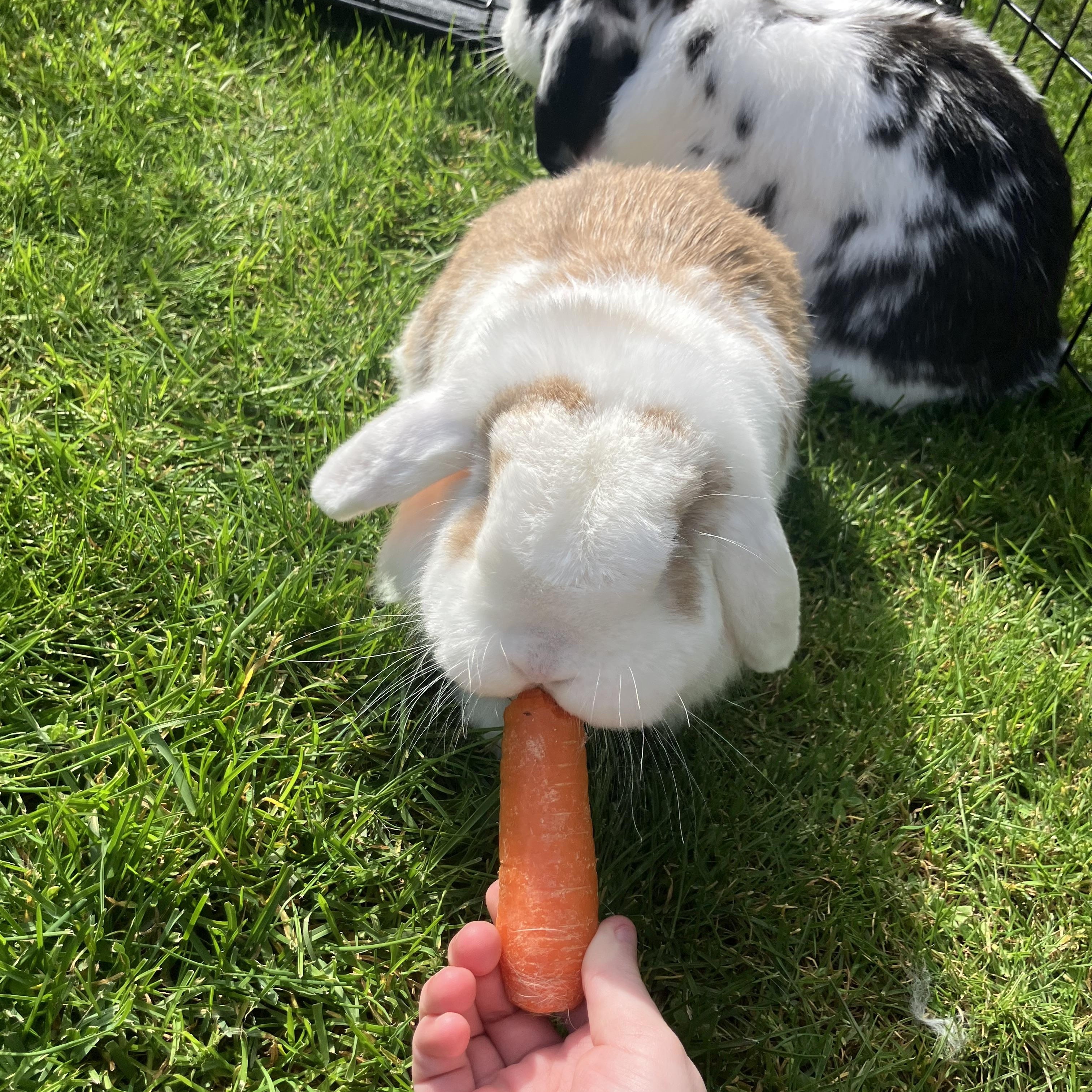 Enlarge Monty & Sully, a Adoptable Lop Eared in Gig Harbor, WA image 2/4