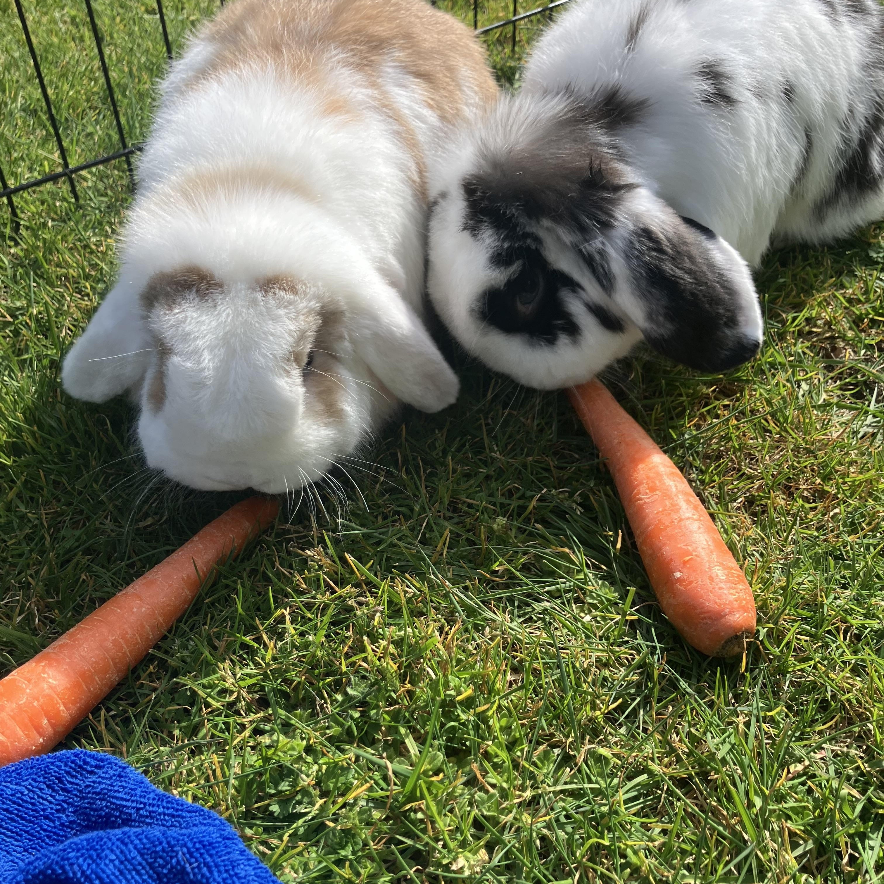 Monty & Sully, Adoptable, Adult Male Lop Eared.