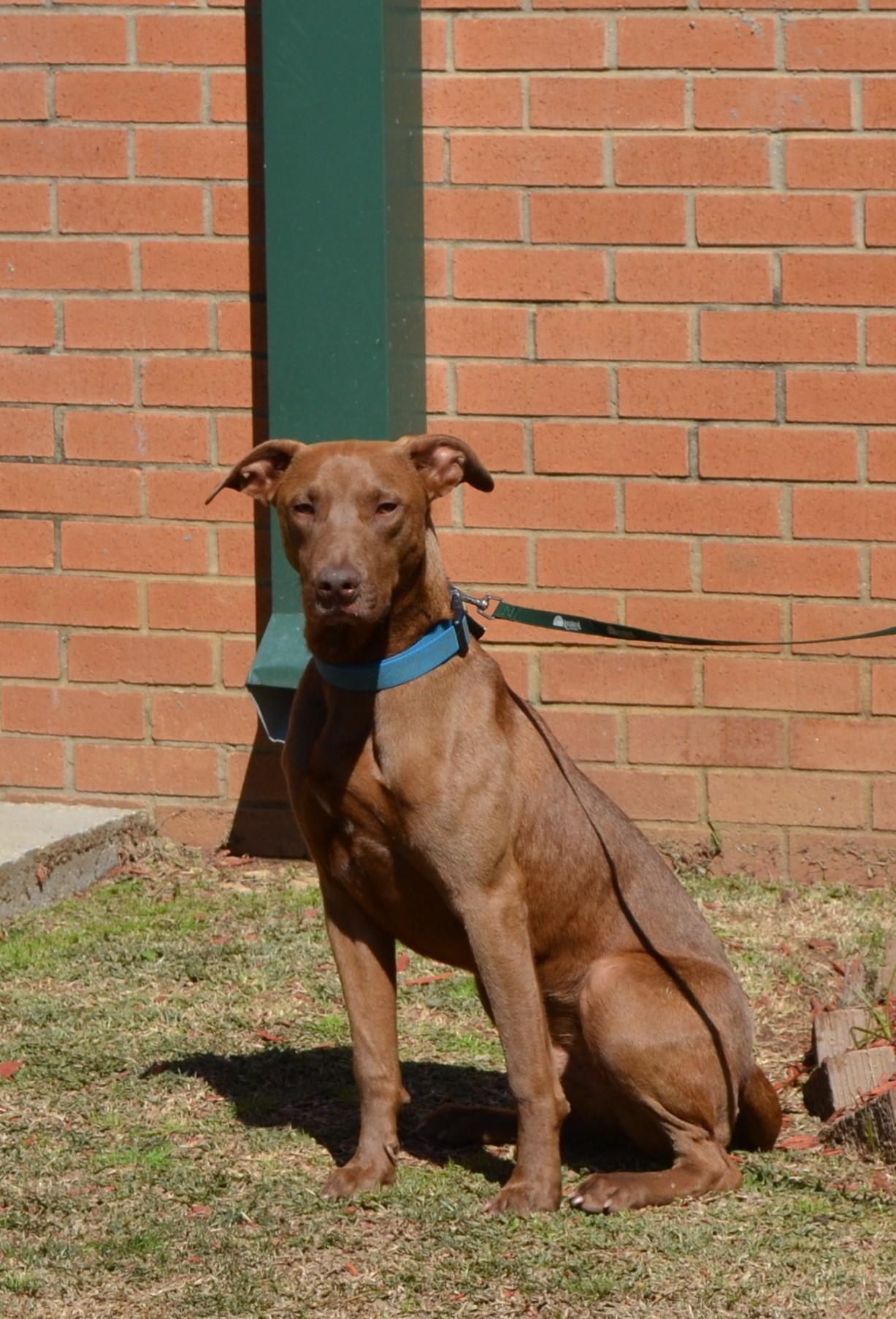 Enlarge Milo, a Adoptable mixed breed in Jackson, LA image 1/2