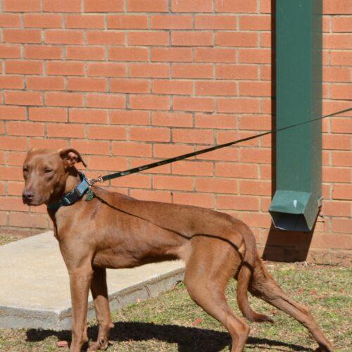 Enlarge Milo, a Adoptable mixed breed in Jackson, LA image 1/2