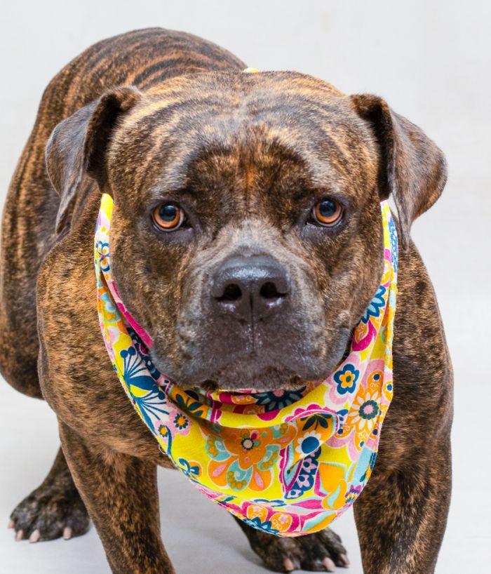 Maggie, a Adoptable mixed breed in Sanford, FL image 1/2