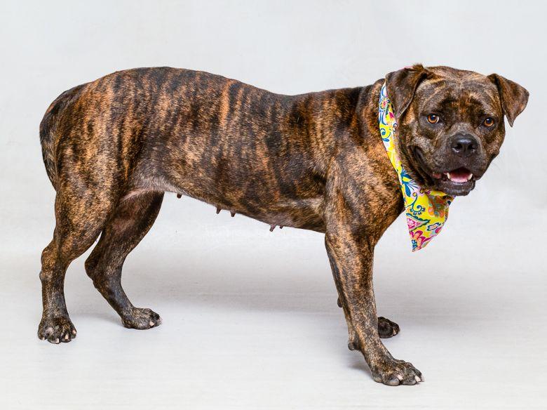 Maggie, a Adoptable mixed breed in Sanford, FL image 2/2