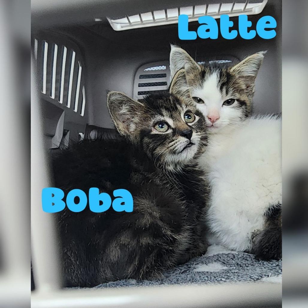 Boba, Adoptable, Kitten Female Domestic Short Hair.