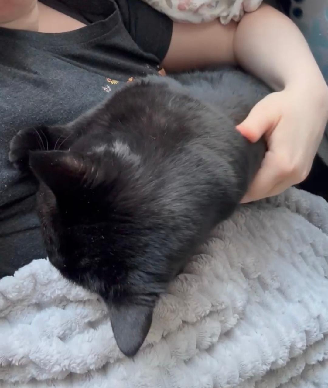 June Bug! , a Adoptable Domestic Medium Hair in Lake Hopatcong, NJ image 5/6