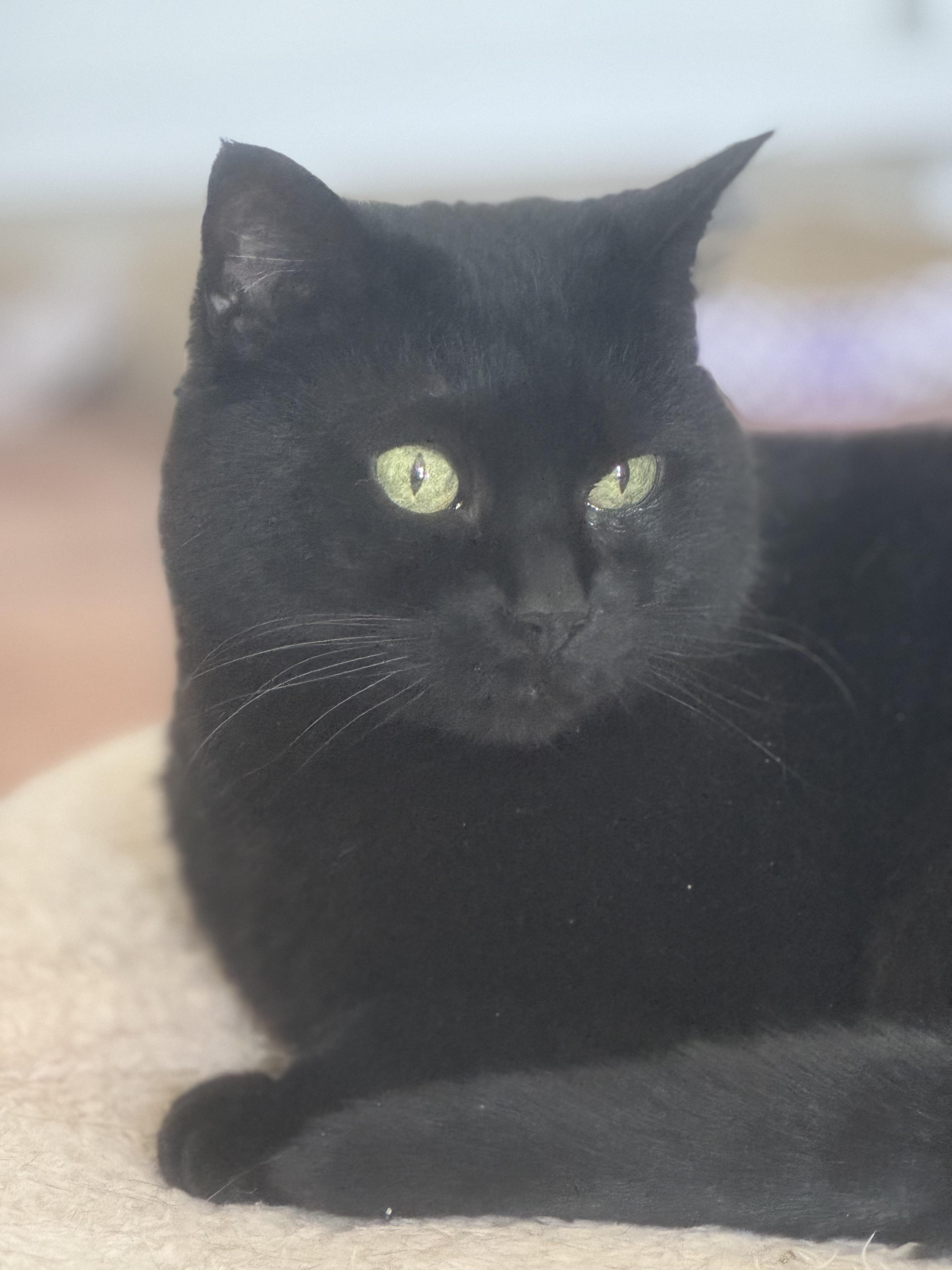 June Bug! , a Adoptable Domestic Medium Hair in Lake Hopatcong, NJ image 2/6