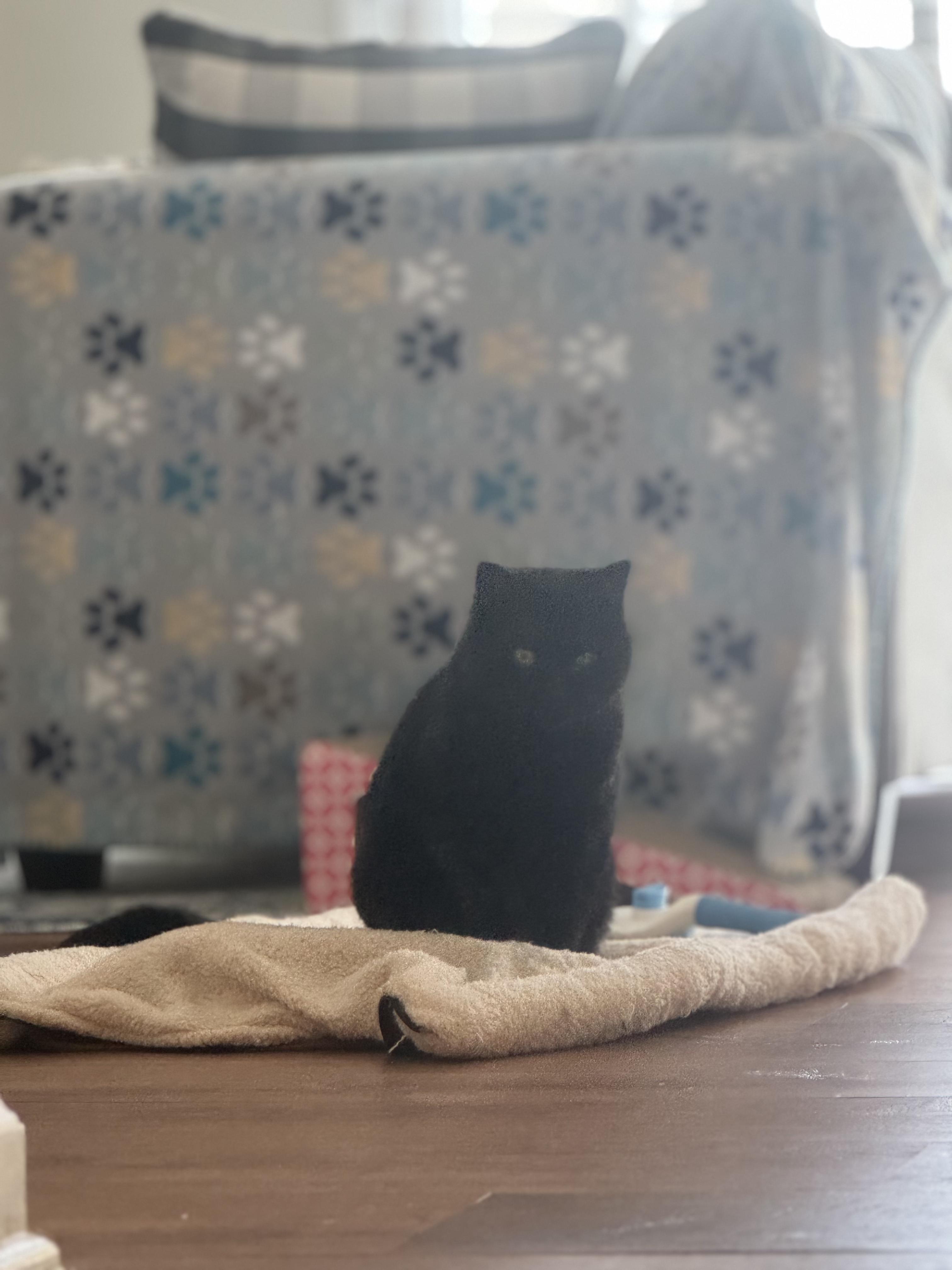 June Bug! , a Adoptable Domestic Medium Hair in Lake Hopatcong, NJ image 3/6