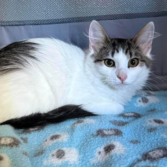 Enlarge Eleanor, a Adoptable Domestic Short Hair in Beloit, WI image 1/2