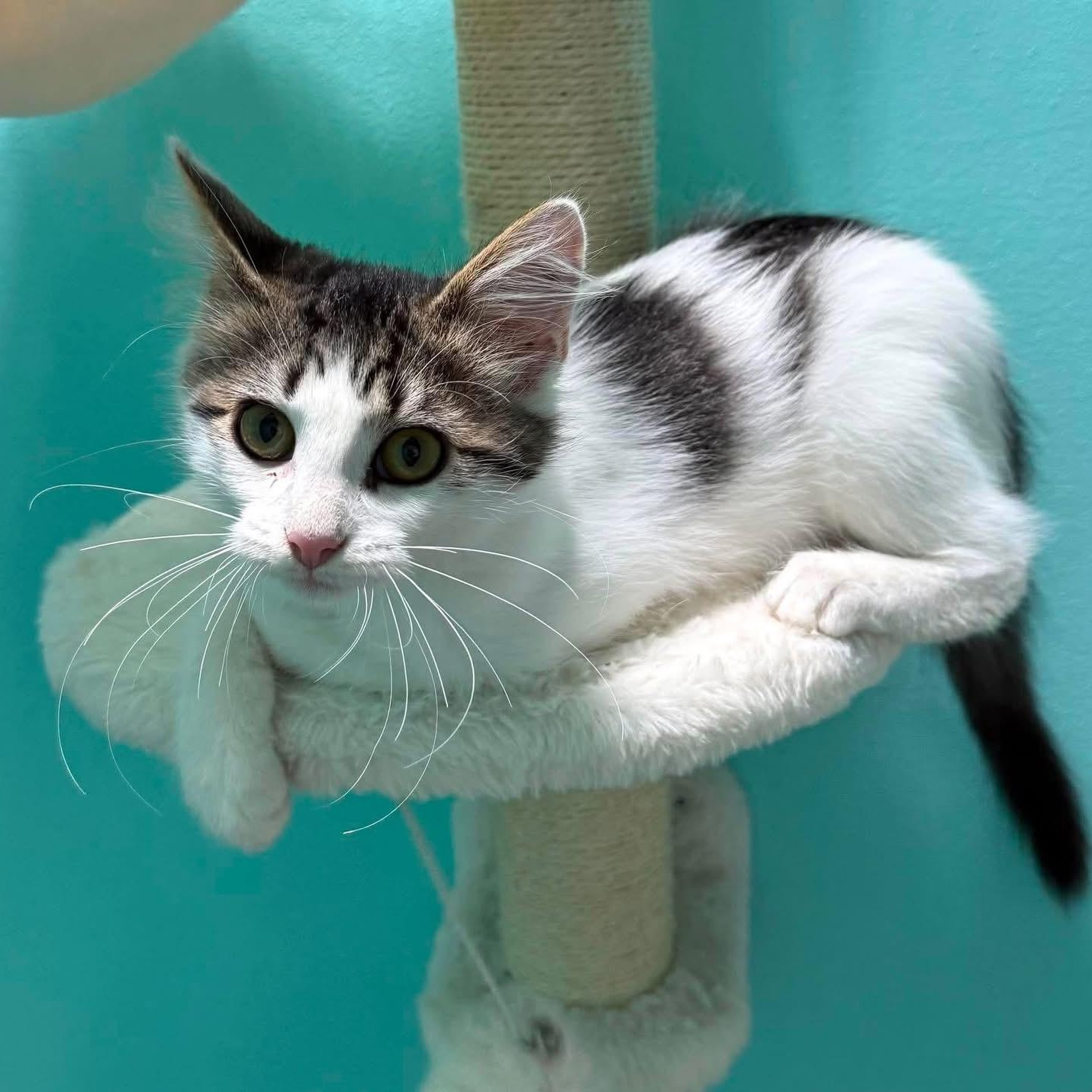 Enlarge Eleanor, a Adoptable Domestic Short Hair in Beloit, WI image 2/2