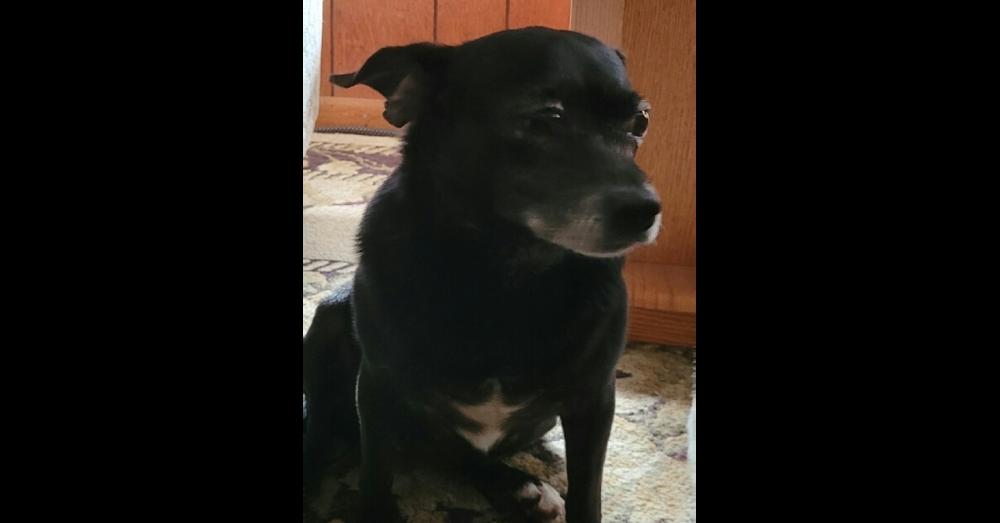 Enlarge Molly 3, a Adopted mixed breed in Sebring, FL image 1/1