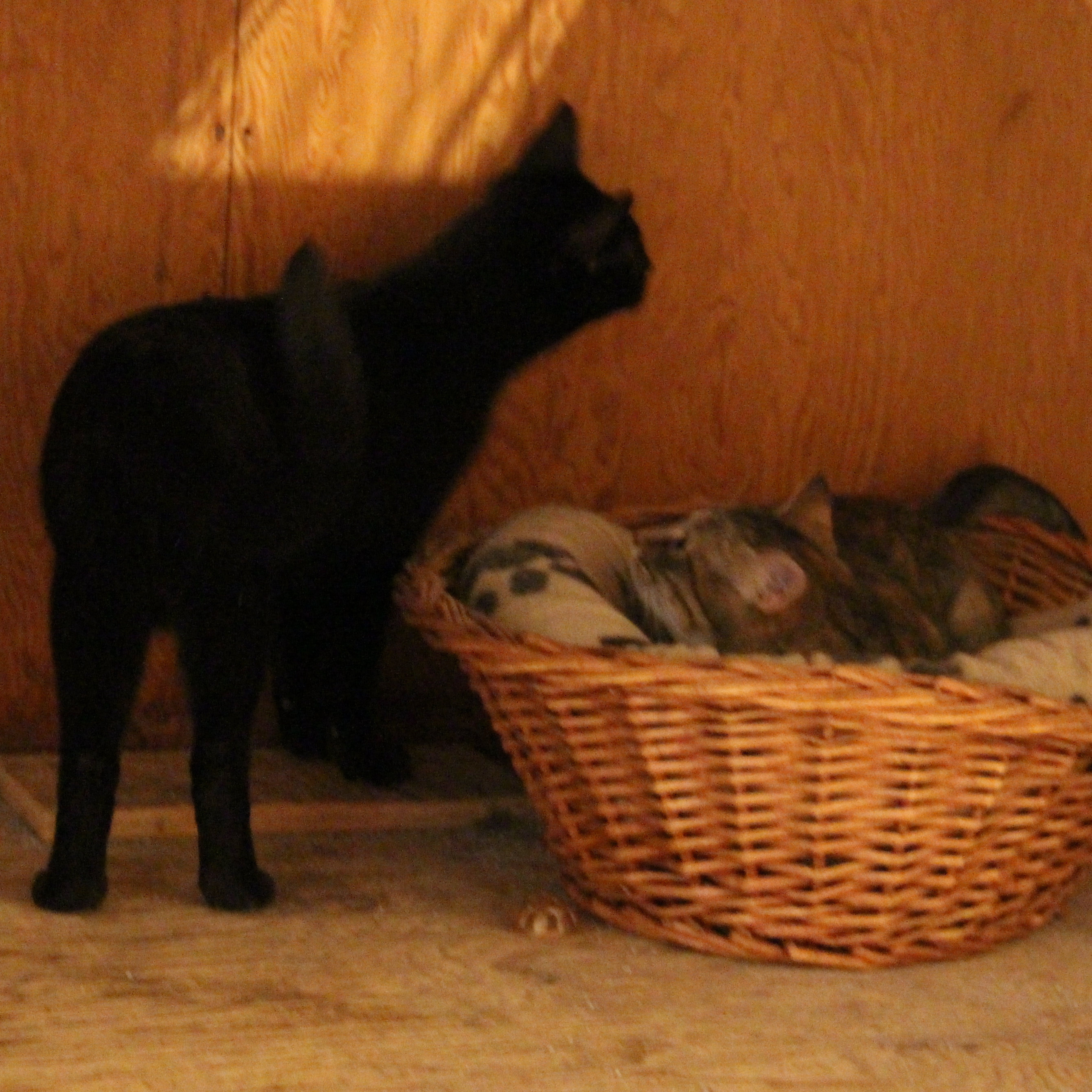 Lightening, a Adoptable Domestic Short Hair in Stevensville, ON image 2/6