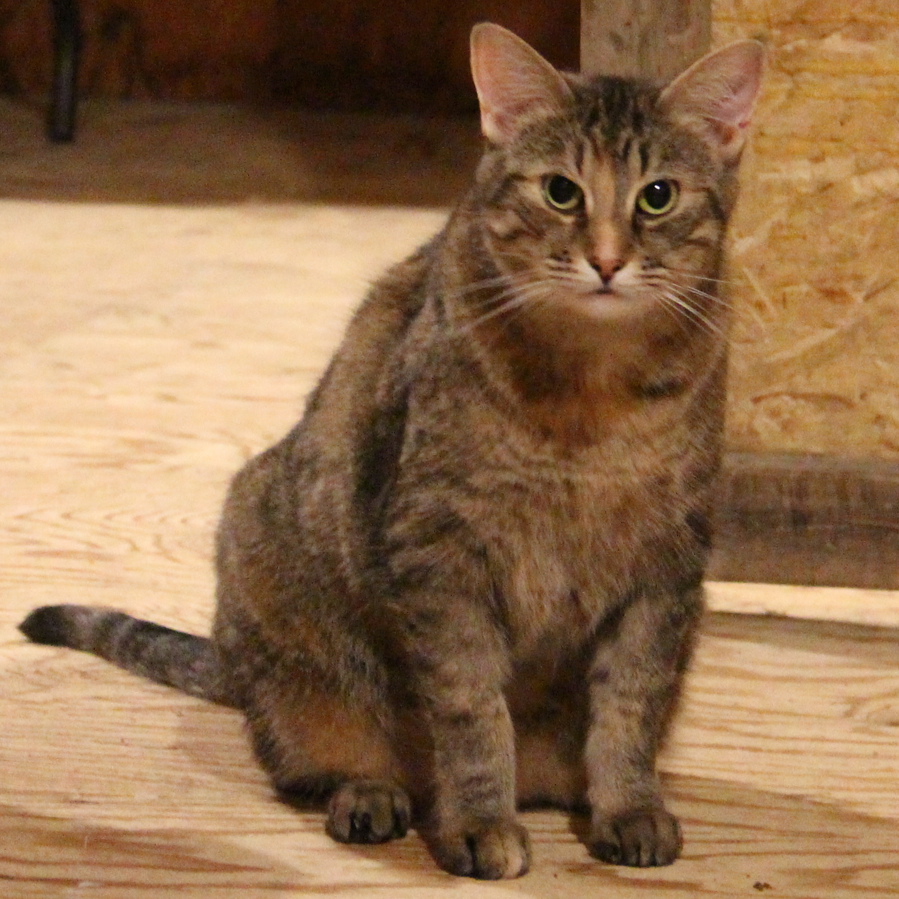 Lightening, a Adoptable Domestic Short Hair in Stevensville, ON image 3/6