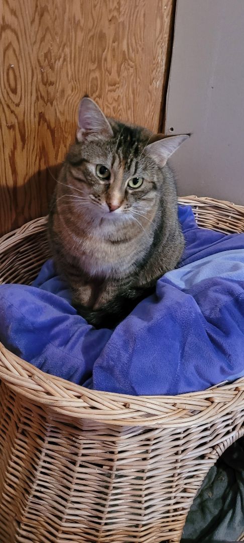 Lightening, Adoptable, Adult Female Domestic Short Hair.