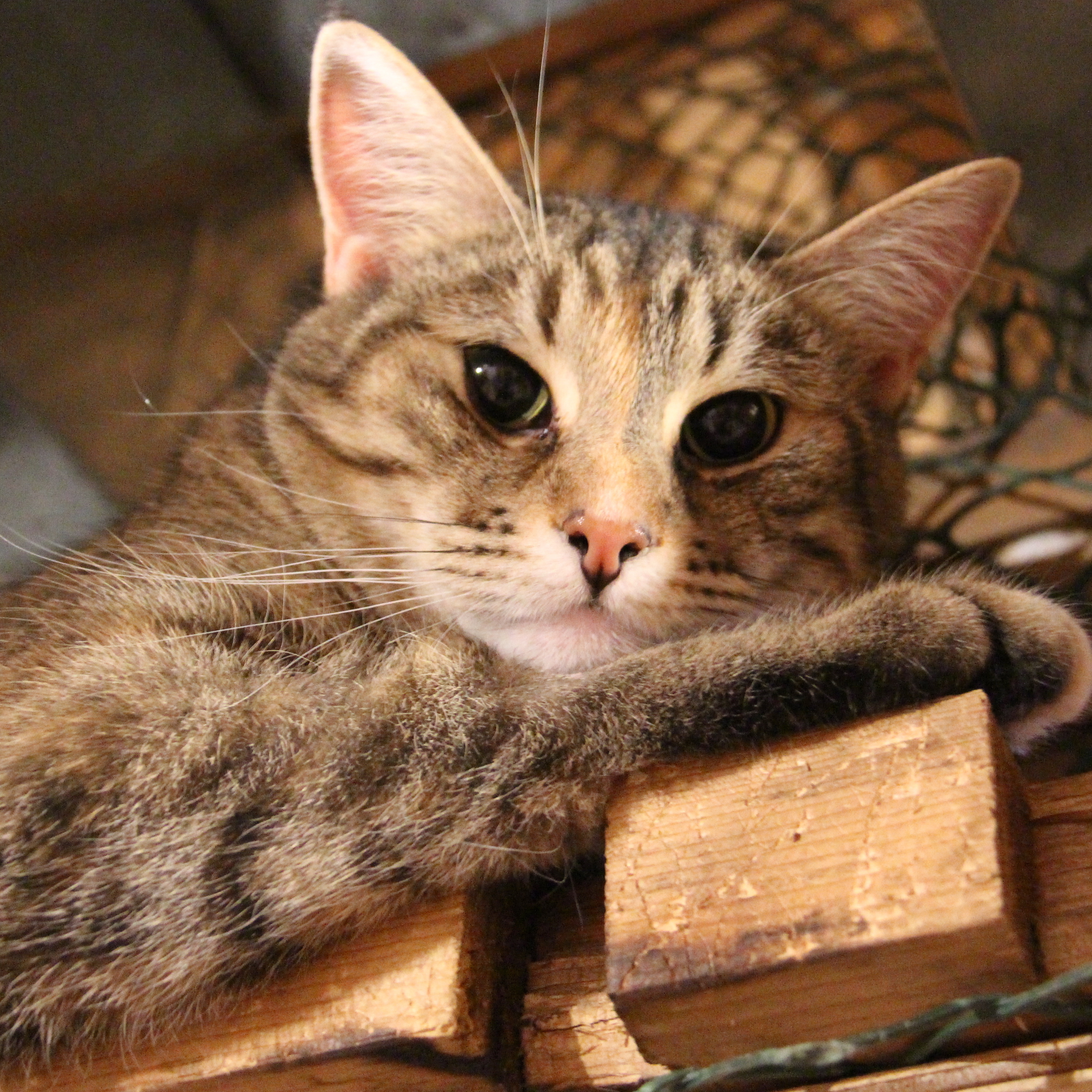 Lightening, Adoptable, Adult Female Domestic Short Hair.