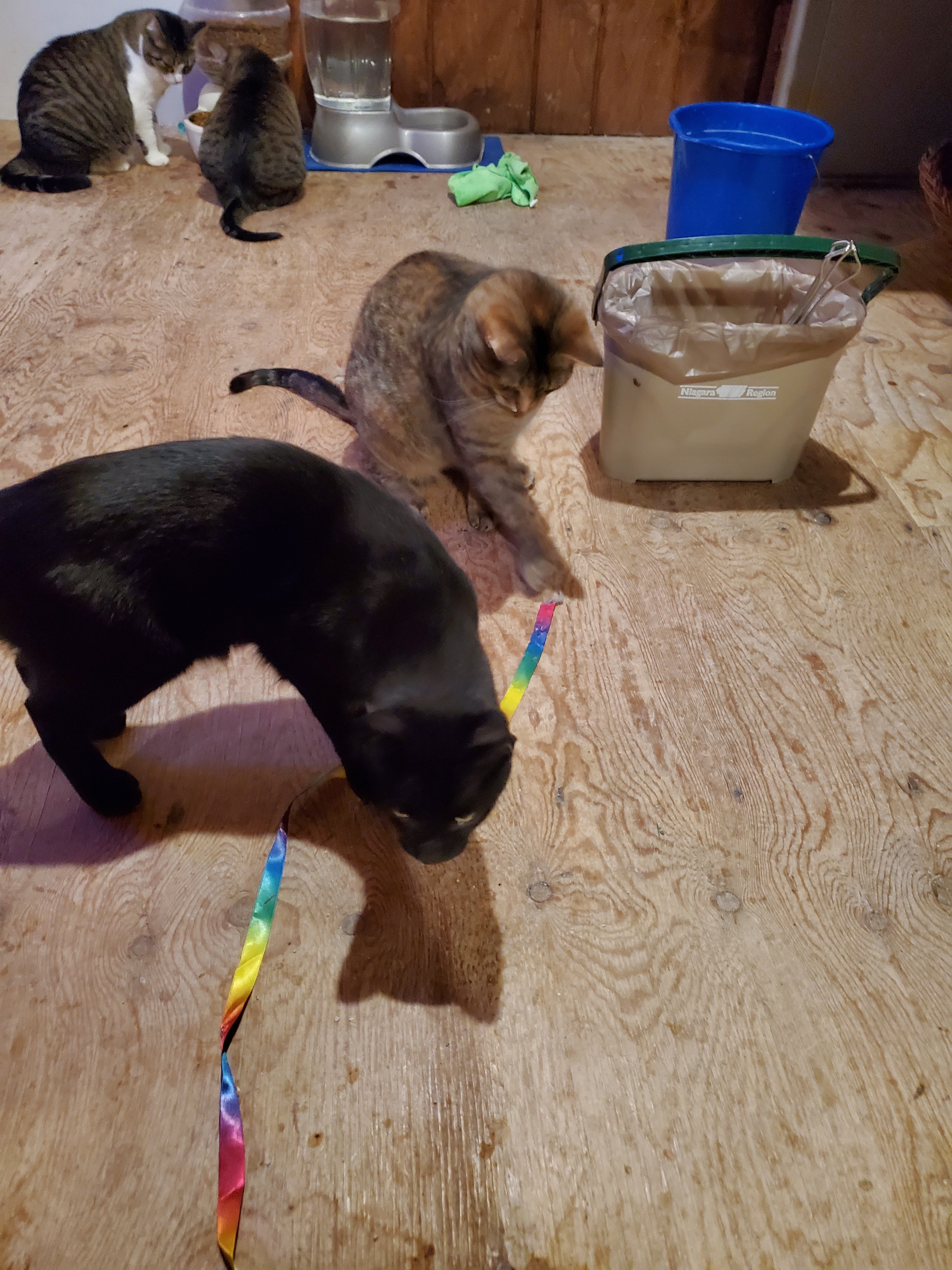 Lightening, a Adoptable Domestic Short Hair in Stevensville, ON image 5/6