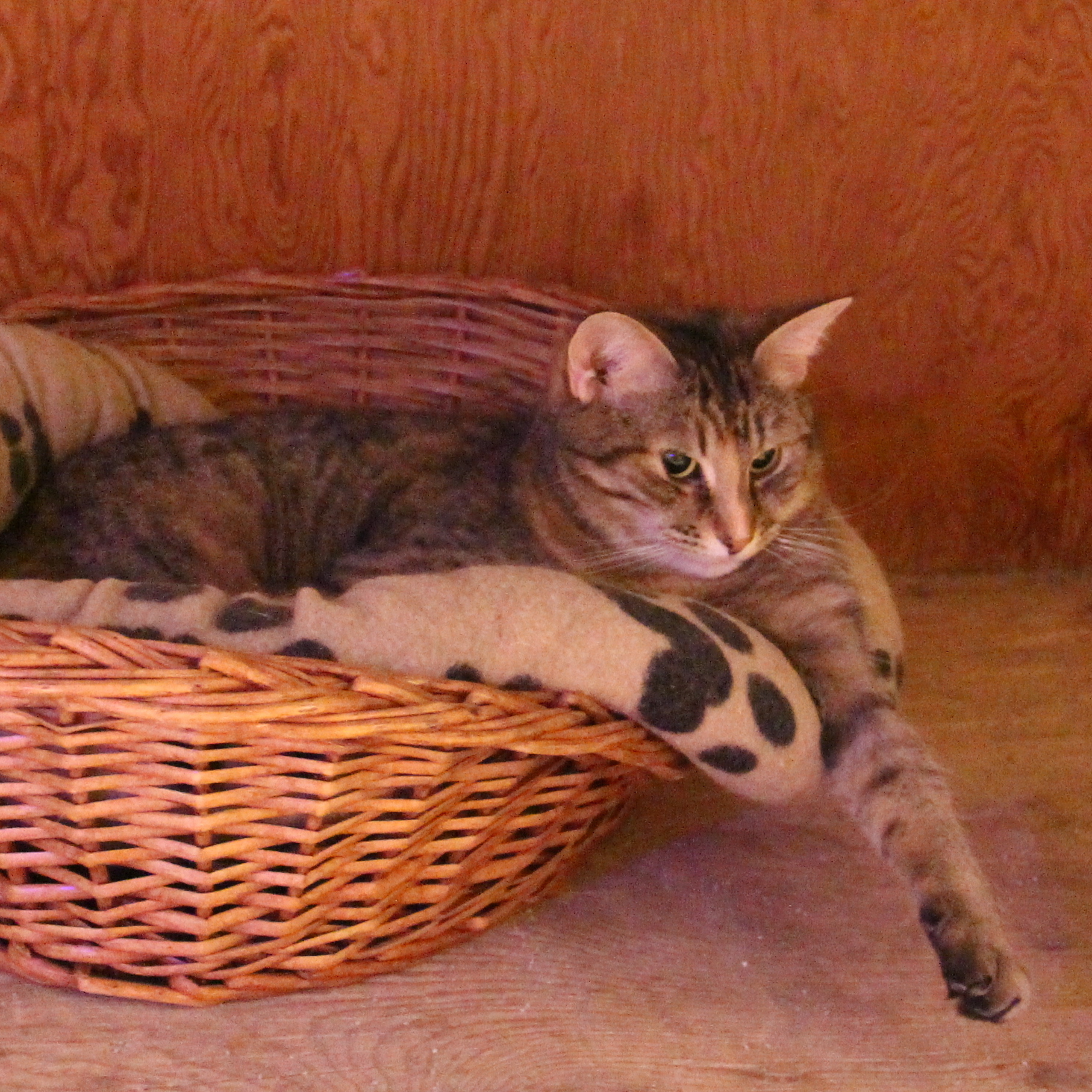 Lightening, a Adoptable Domestic Short Hair in Stevensville, ON image 6/6