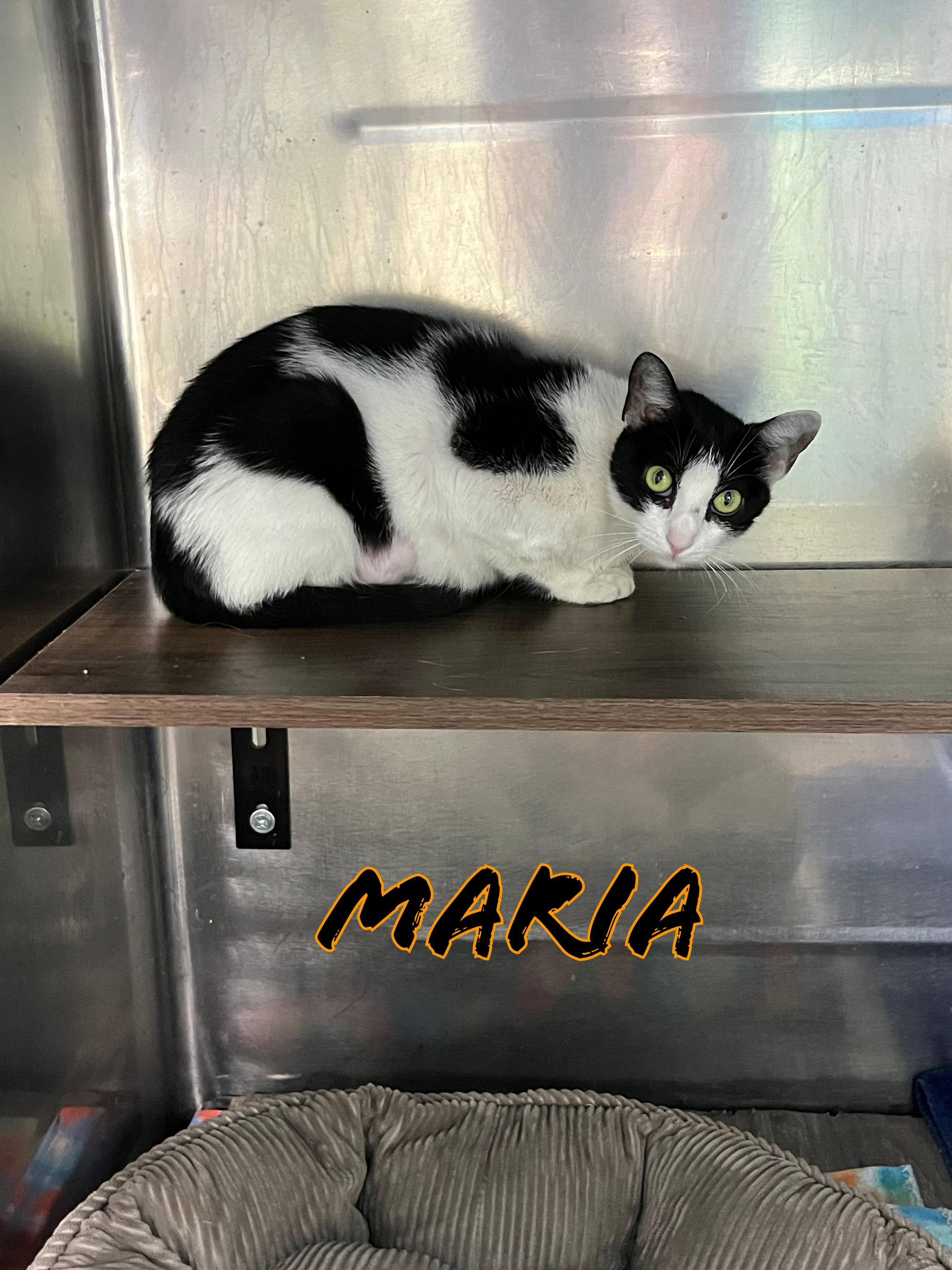 Maria, a ADOPTABLE Tabby in Pompton Plains, NJ image 3/3