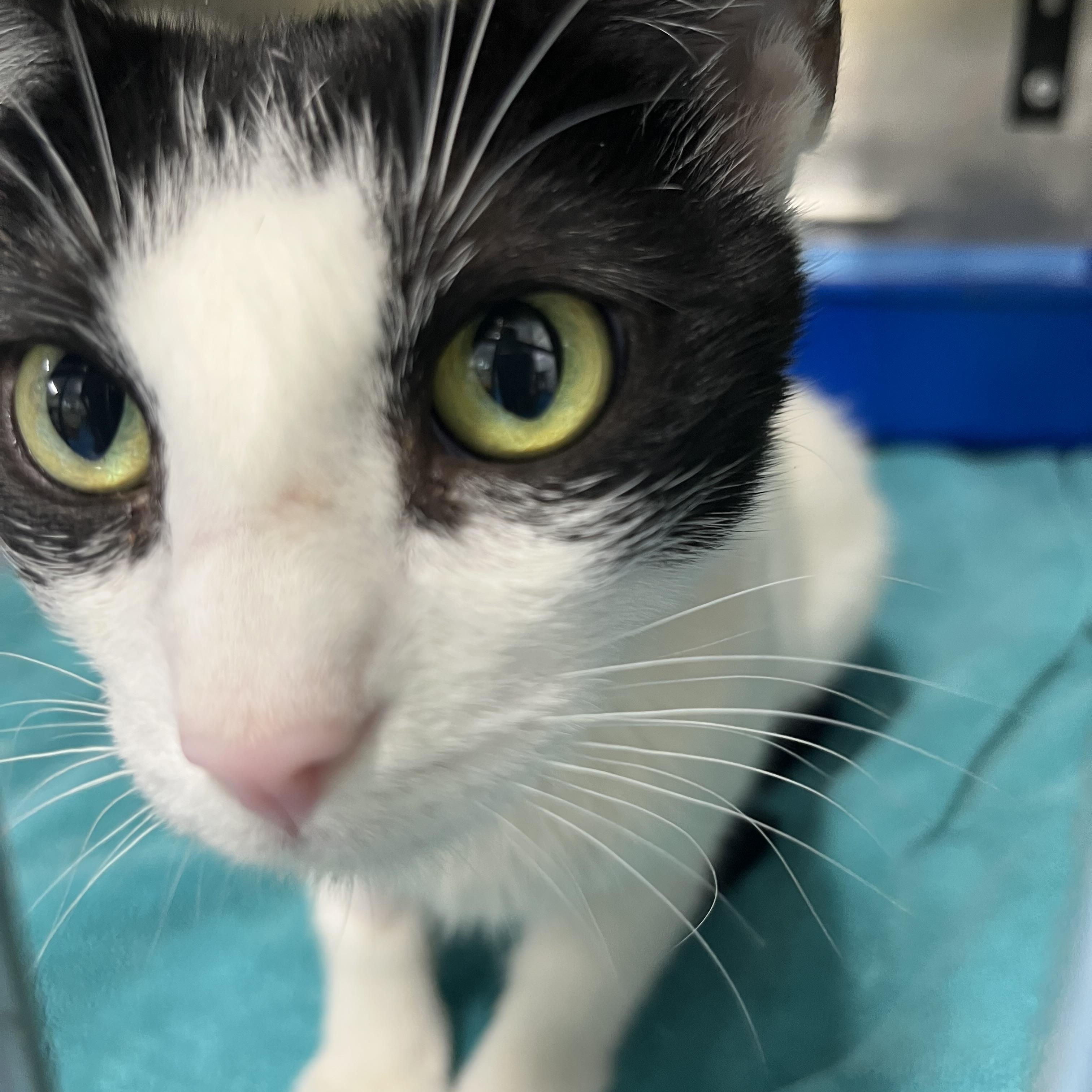 Maria, a ADOPTABLE Tabby in Pompton Plains, NJ image 2/3