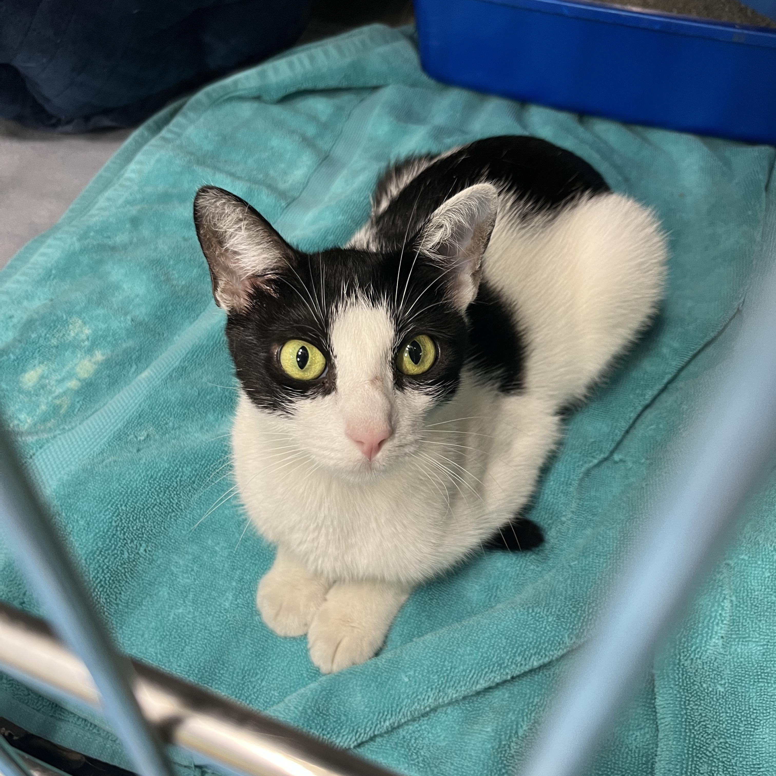 Maria, ADOPTABLE, Adult Female Tabby.