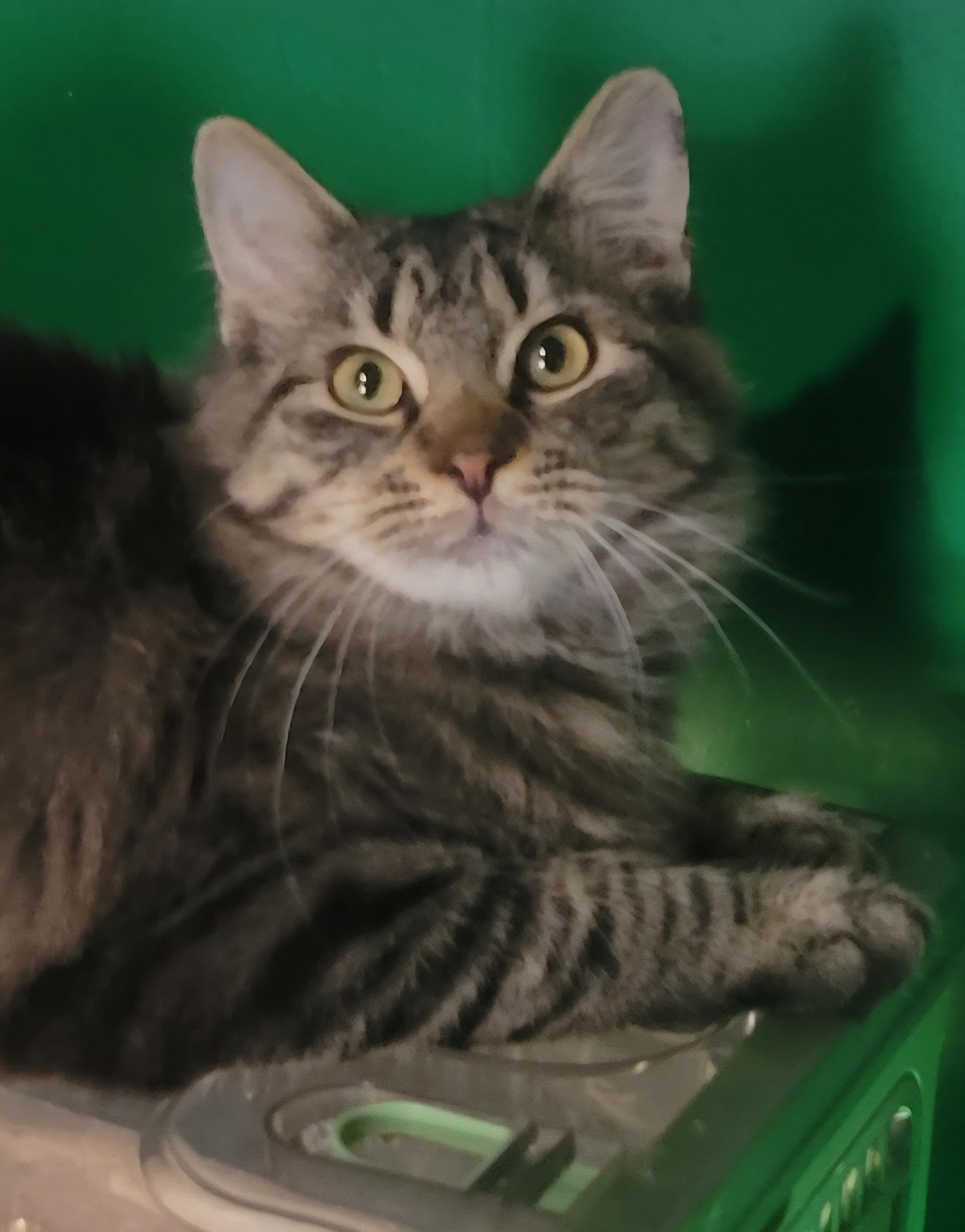 Patrick, a Adoptable Domestic Medium Hair in Elwood, NJ image 1/6