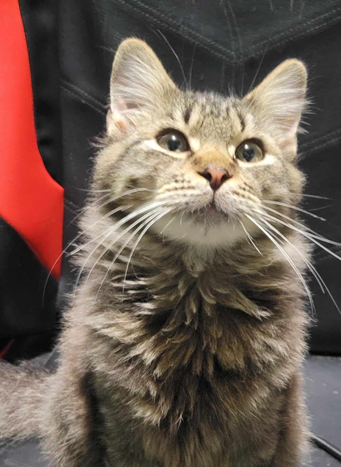 Patrick, a Adoptable Domestic Medium Hair in Elwood, NJ image 2/6