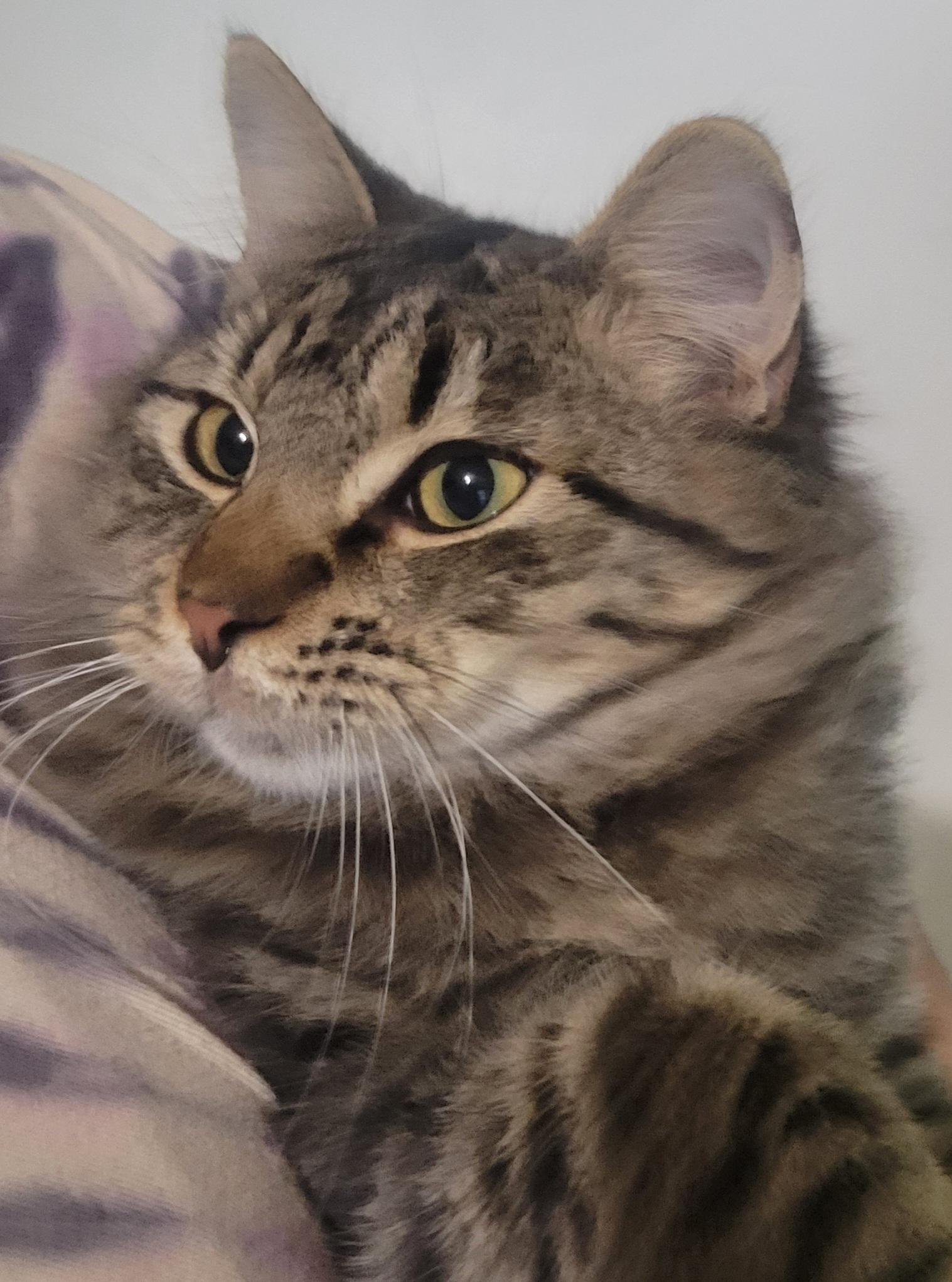 Patrick, a Adoptable Domestic Medium Hair in Elwood, NJ image 3/6