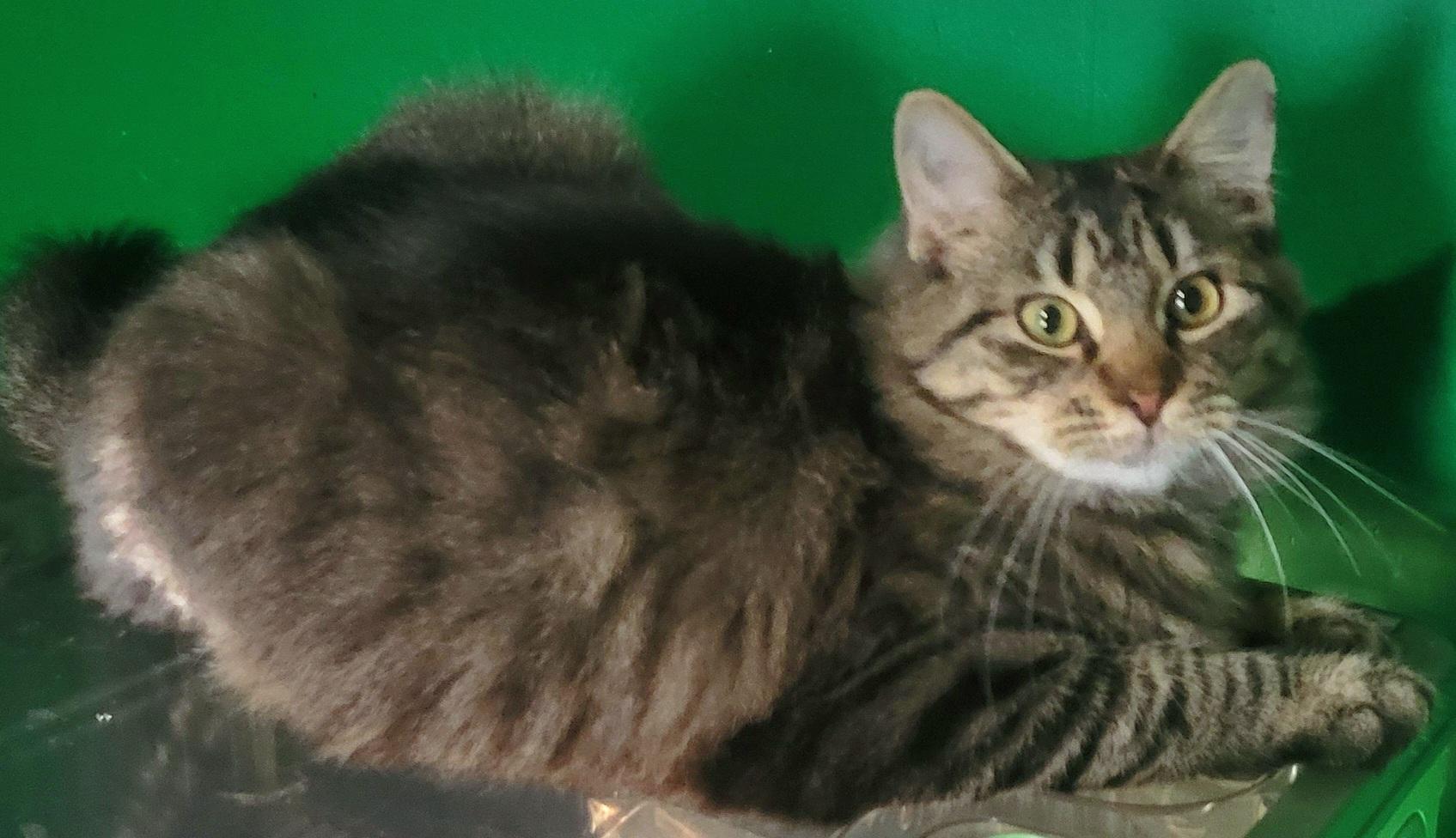 Patrick, a Adoptable Domestic Medium Hair in Elwood, NJ image 4/6