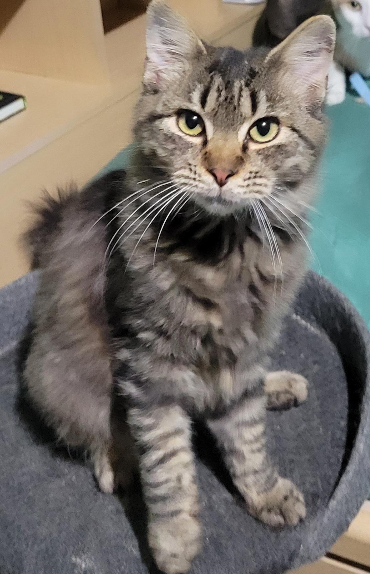 Patrick, a Adoptable Domestic Medium Hair in Elwood, NJ image 5/6