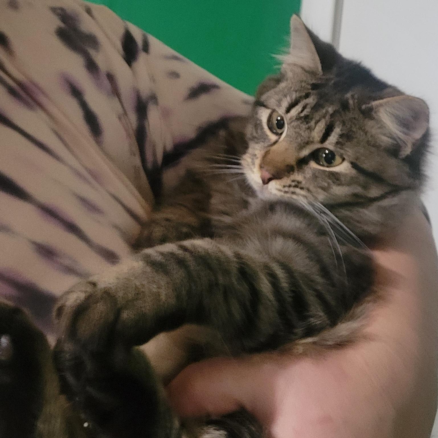 Patrick, a Adoptable Domestic Medium Hair in Elwood, NJ image 6/6