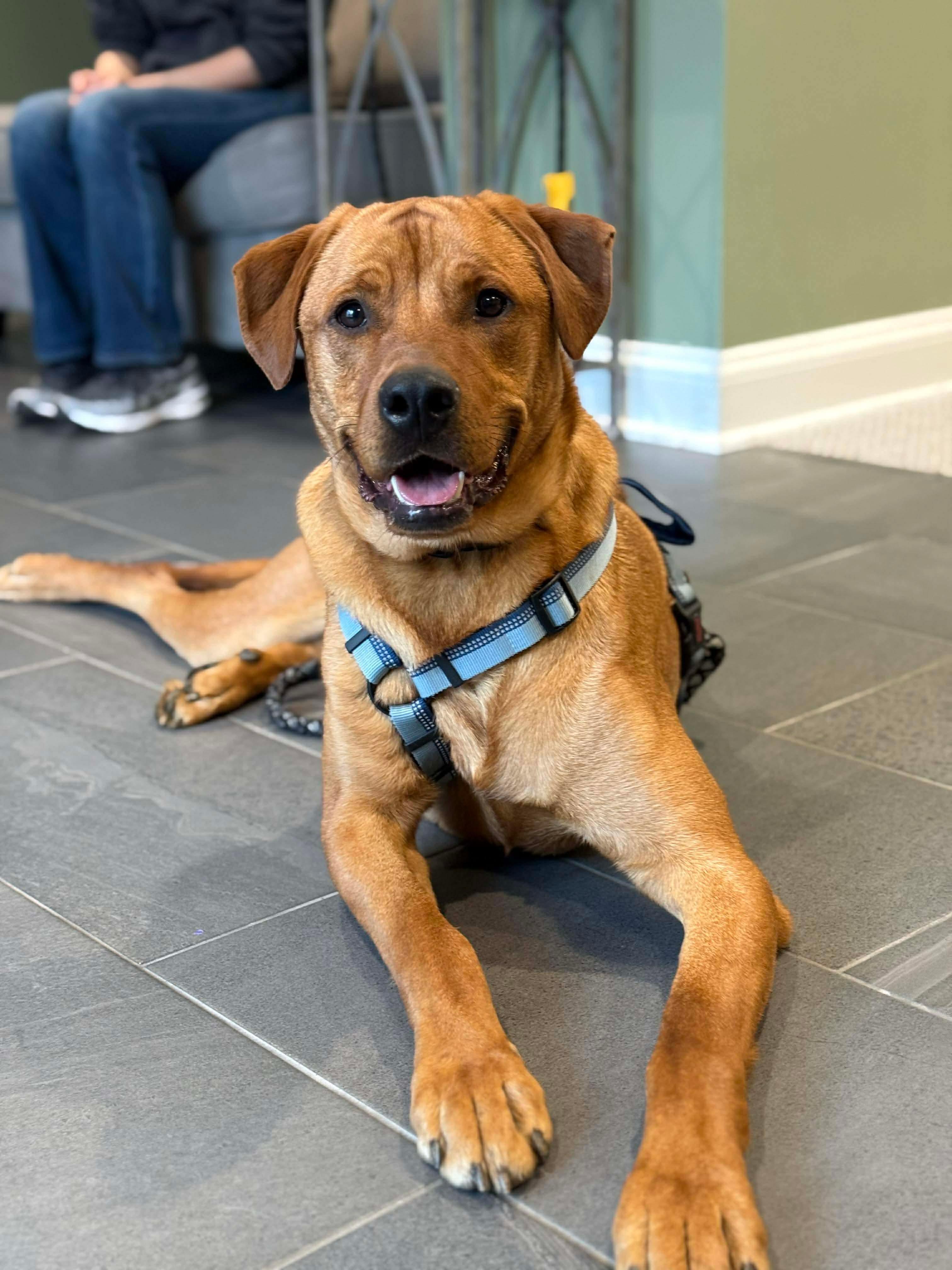 Nicholas, Adoptable, Young Male Labrador Retriever.
