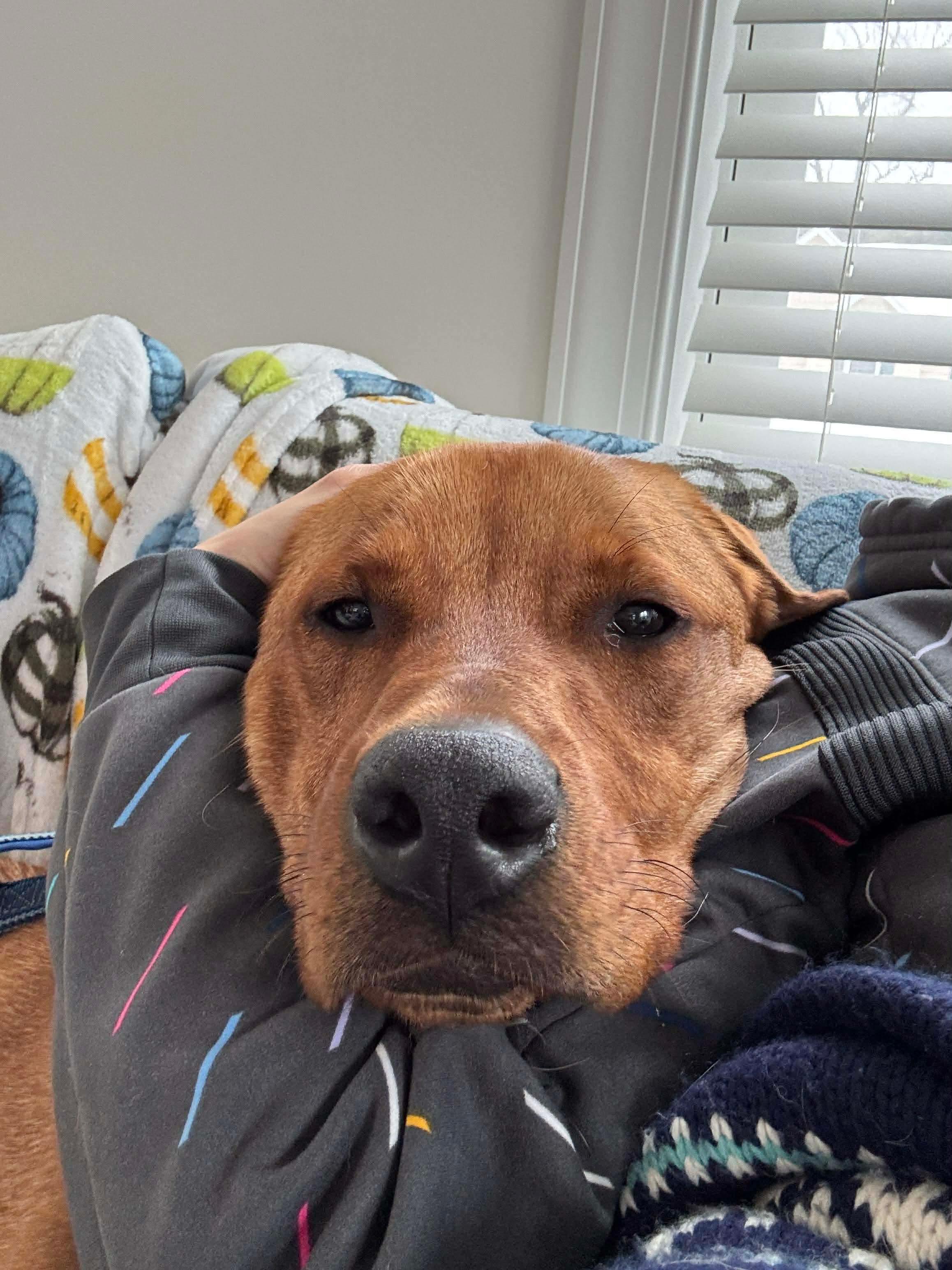 Enlarge Nicholas, a Adoptable mixed breed in Bellingham, WA image 3/6