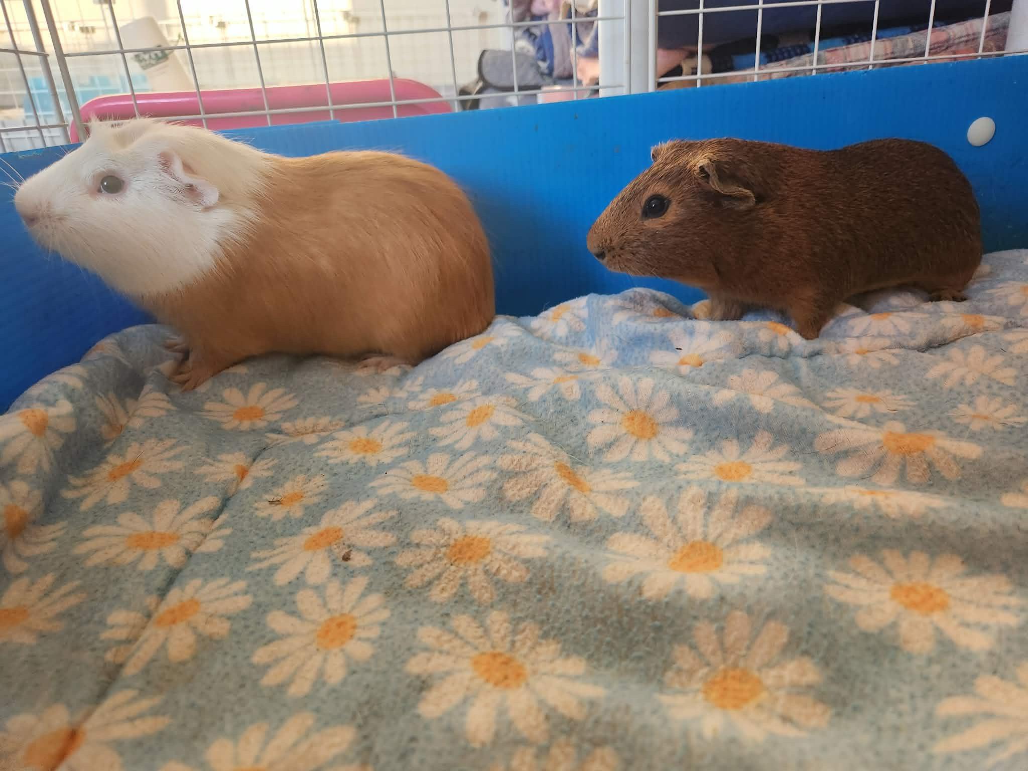 Boyo and Nugget, Adoptable, Young Male Short-Haired.