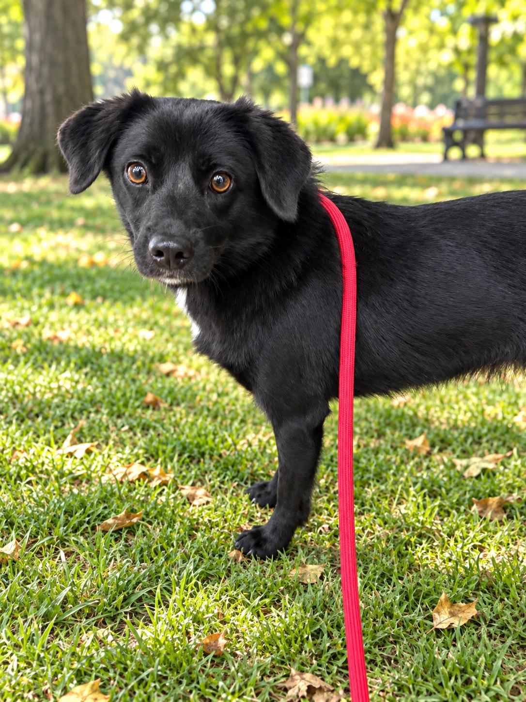 Pearl, Adopted, Young Female Mixed Breed.
