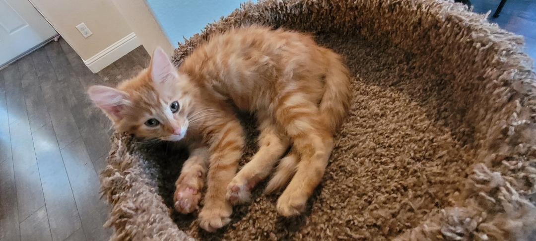 SUNSET, a ADOPTABLE mixed breed in Escalon, CA image 4/6