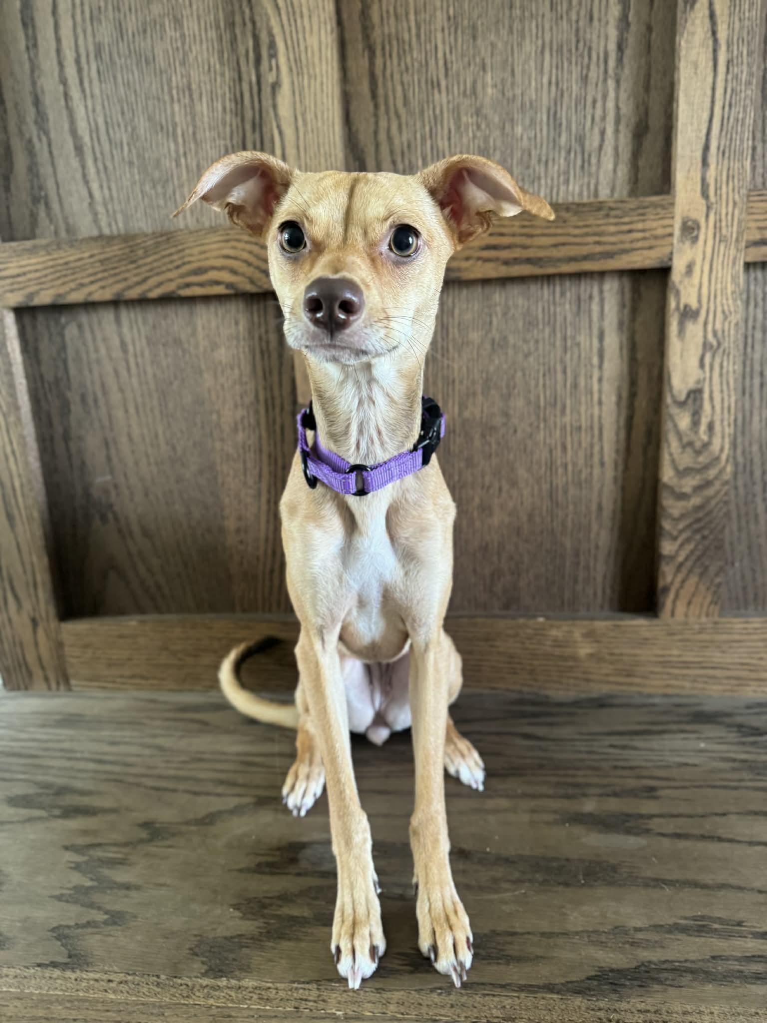 Enlarge Gracie, an adopted mixed breed in Grand Rapids, MI image 2/2